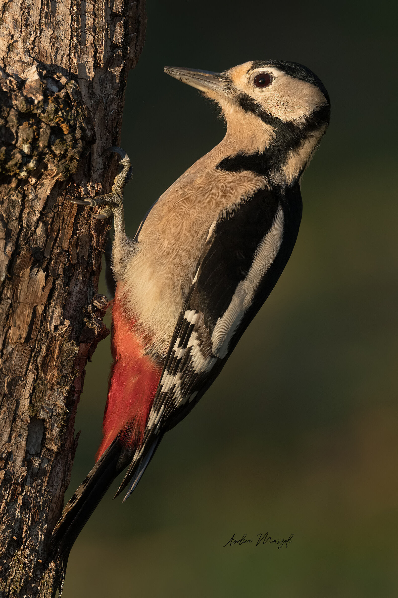 Picchio Rosso Maggiore