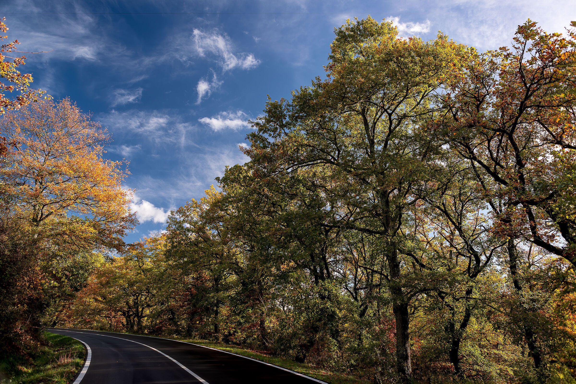 street in the wood 2