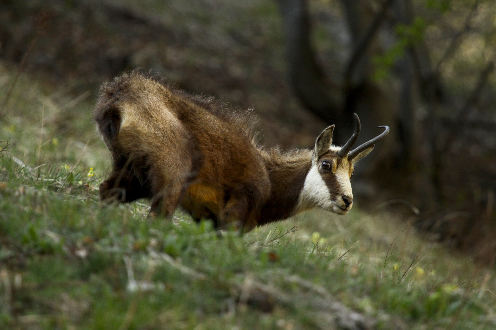 Parco Naturale delle Alpi Marittime