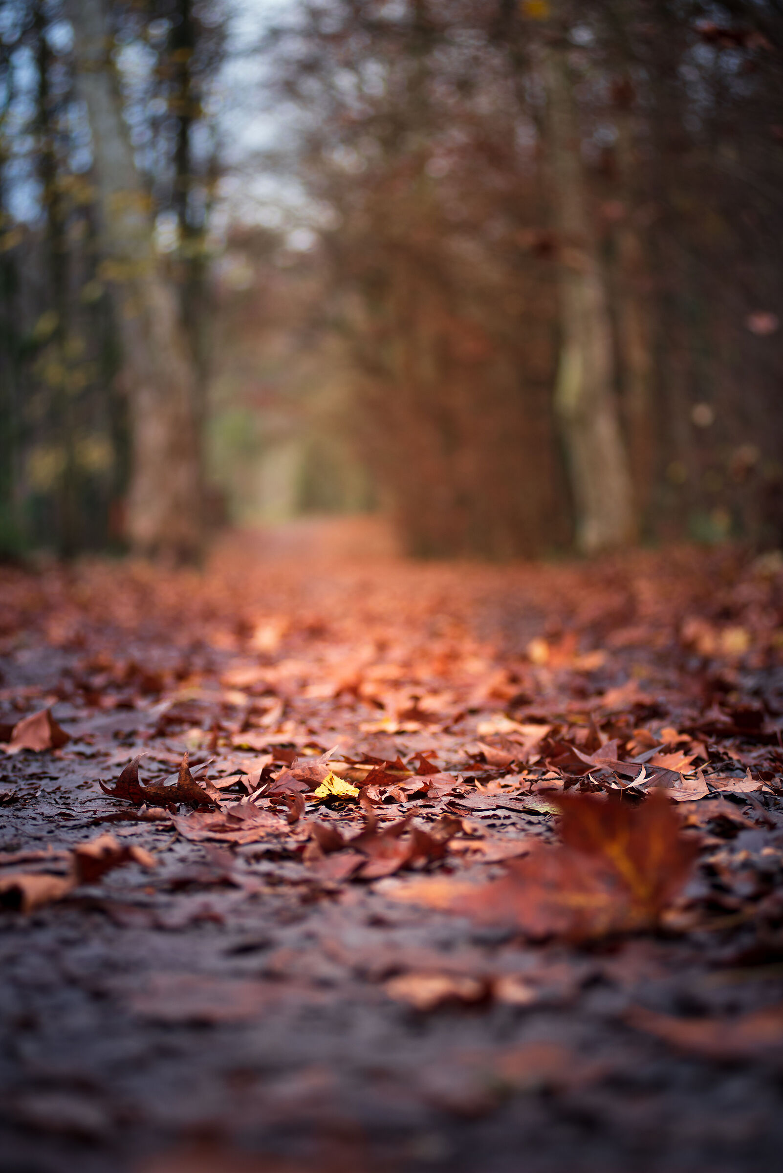 Metafora della mia vita..... io, la fogliolina gialla