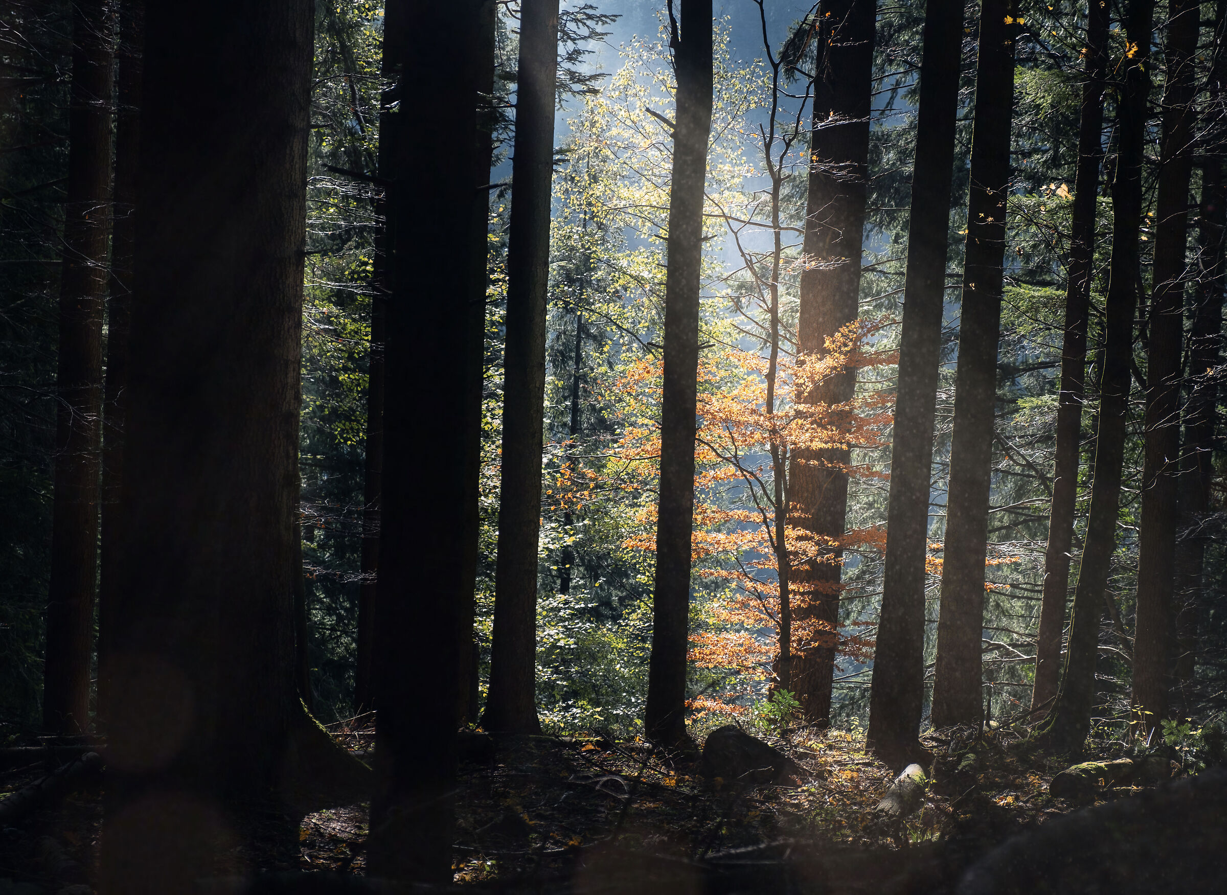A glimpse of light inside the Casentino forests