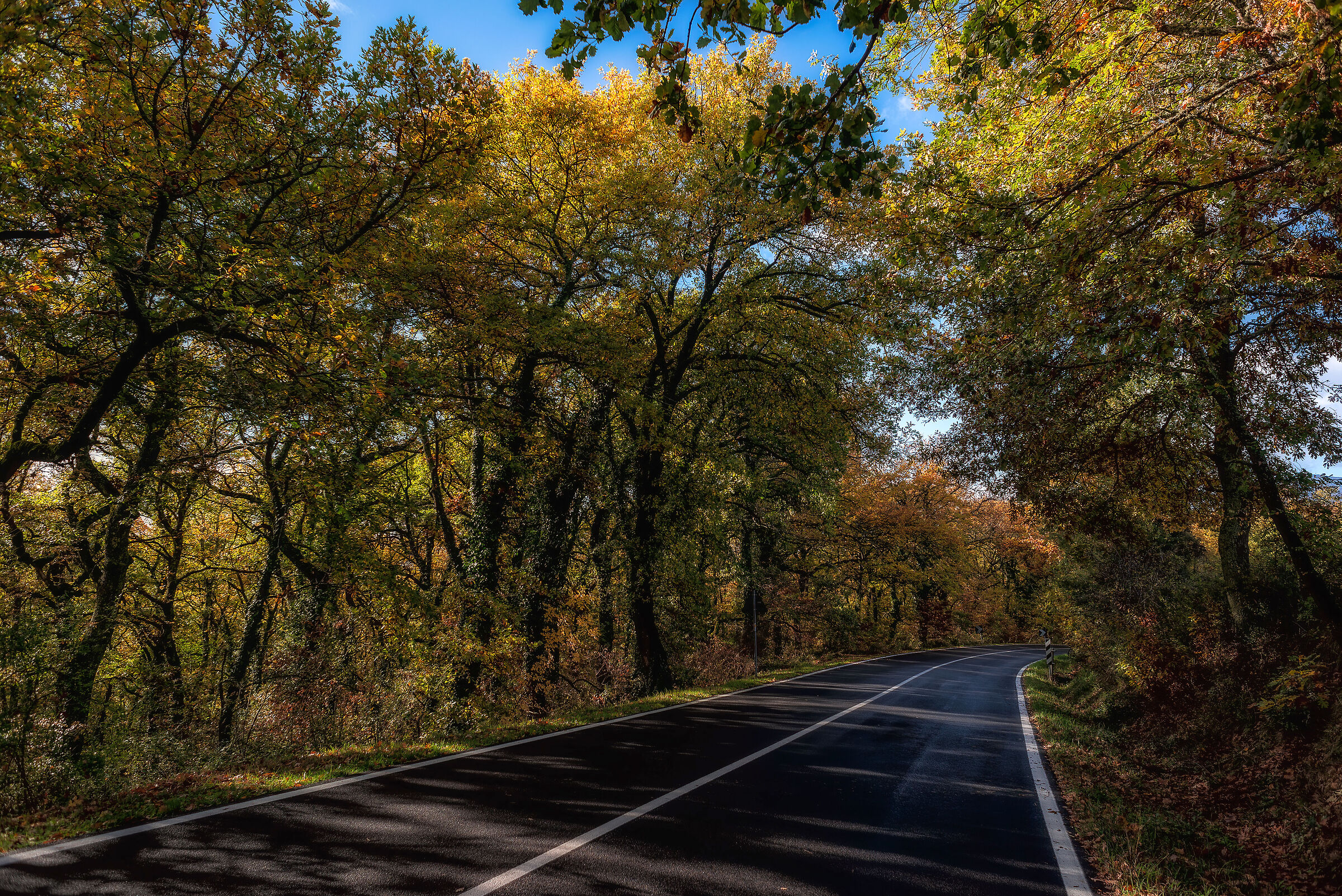 street in the wood 2