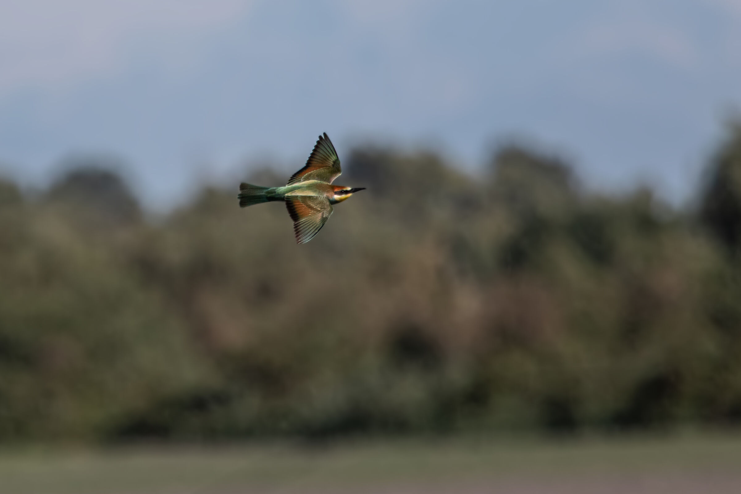 bee-eater
