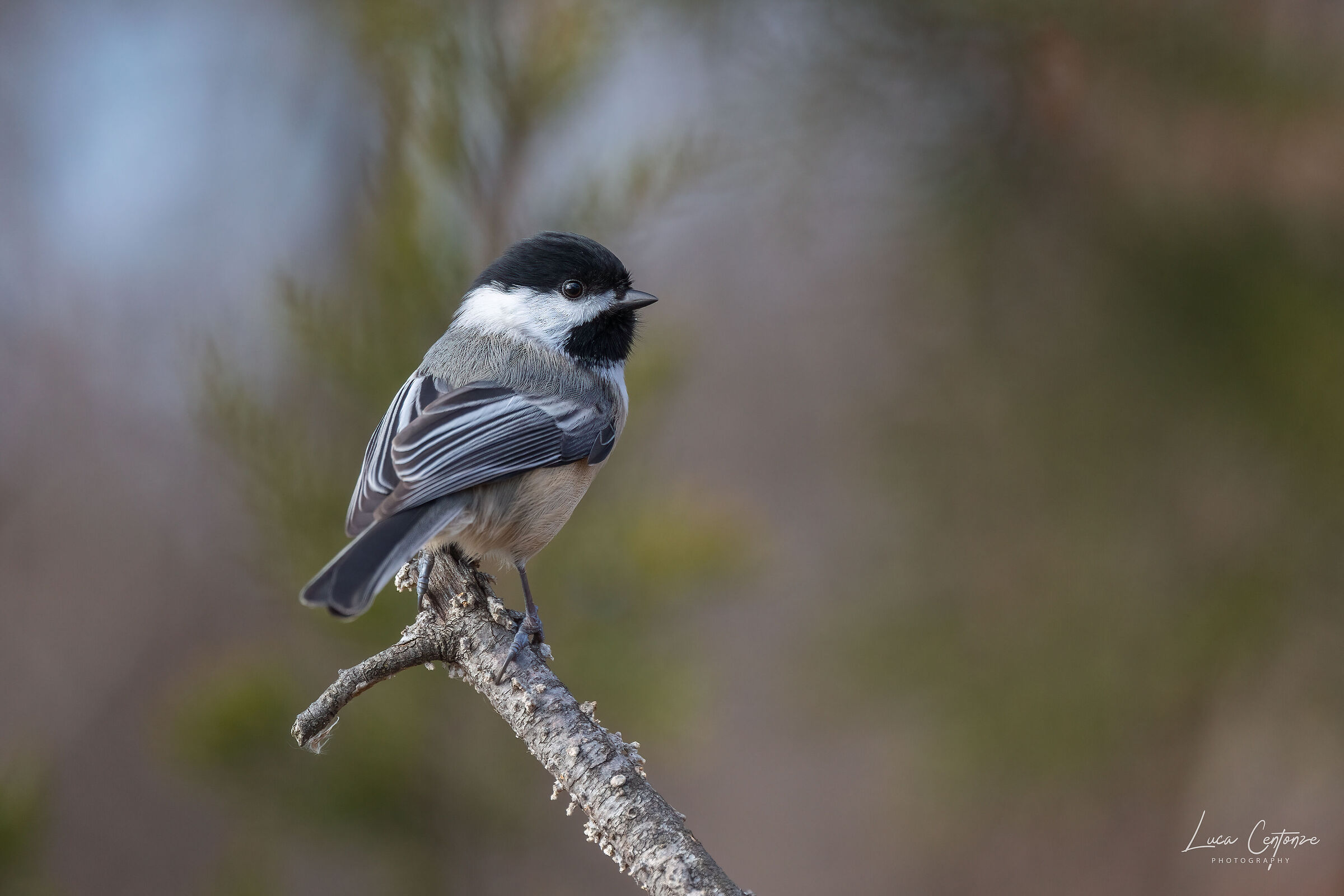 Black Capped Chickadee (Poecile atricapillus)