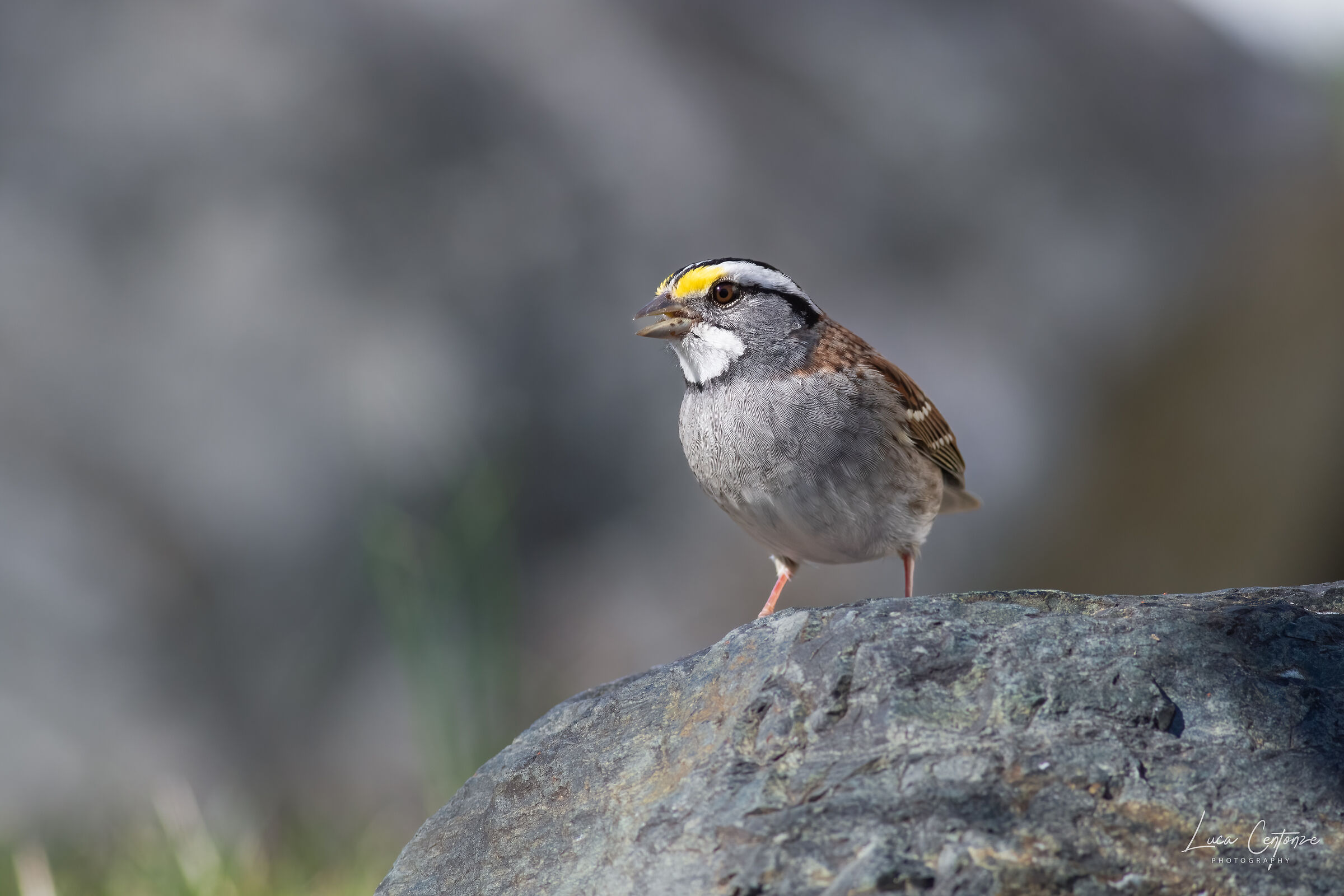 White-throated Sparrow (Zonotrichia albicollis)