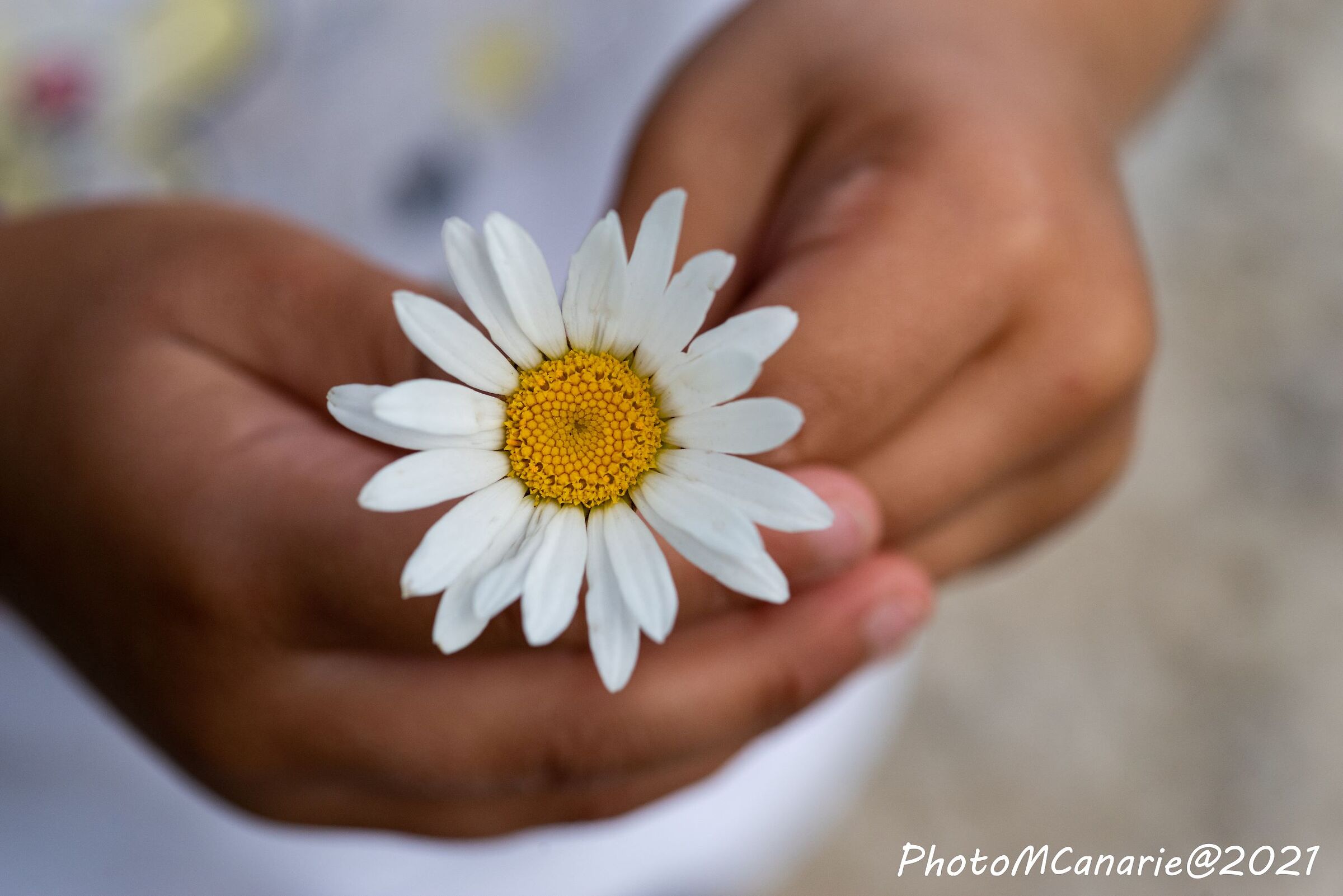 daisy