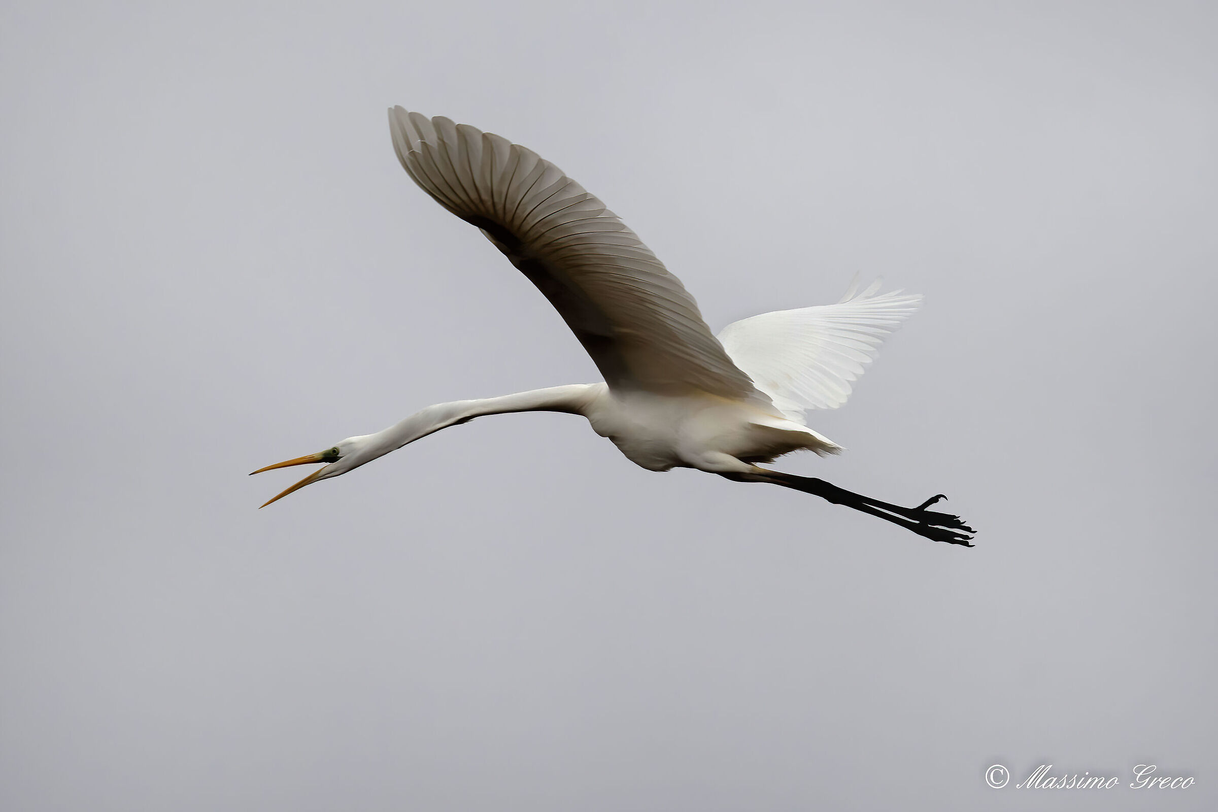 Great White Heron (Casmerodius albus)