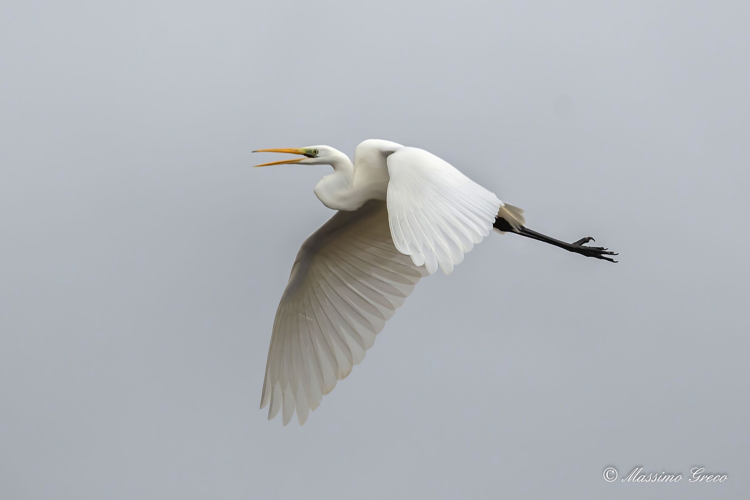 Great White Heron (Casmerodius albus)