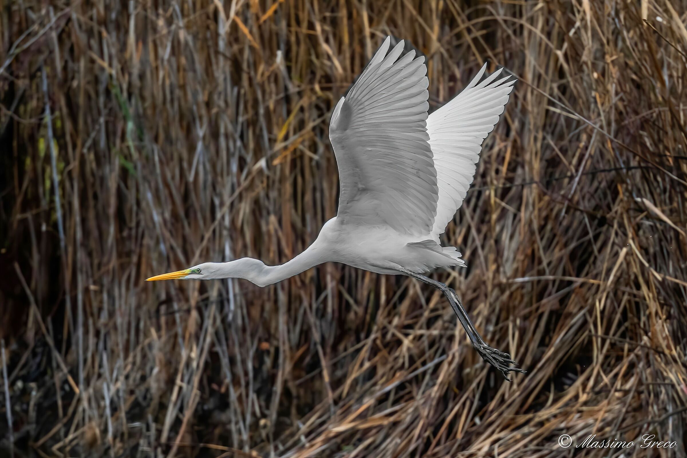 Great White Heron (Casmerodius albus)