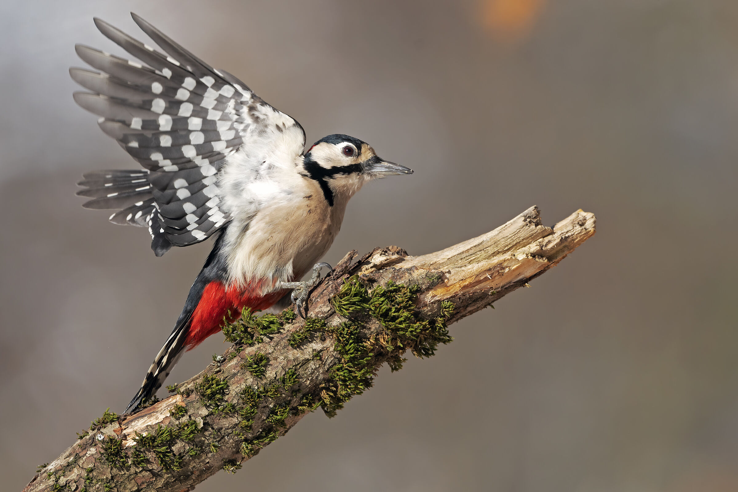 Greater red woodpecker