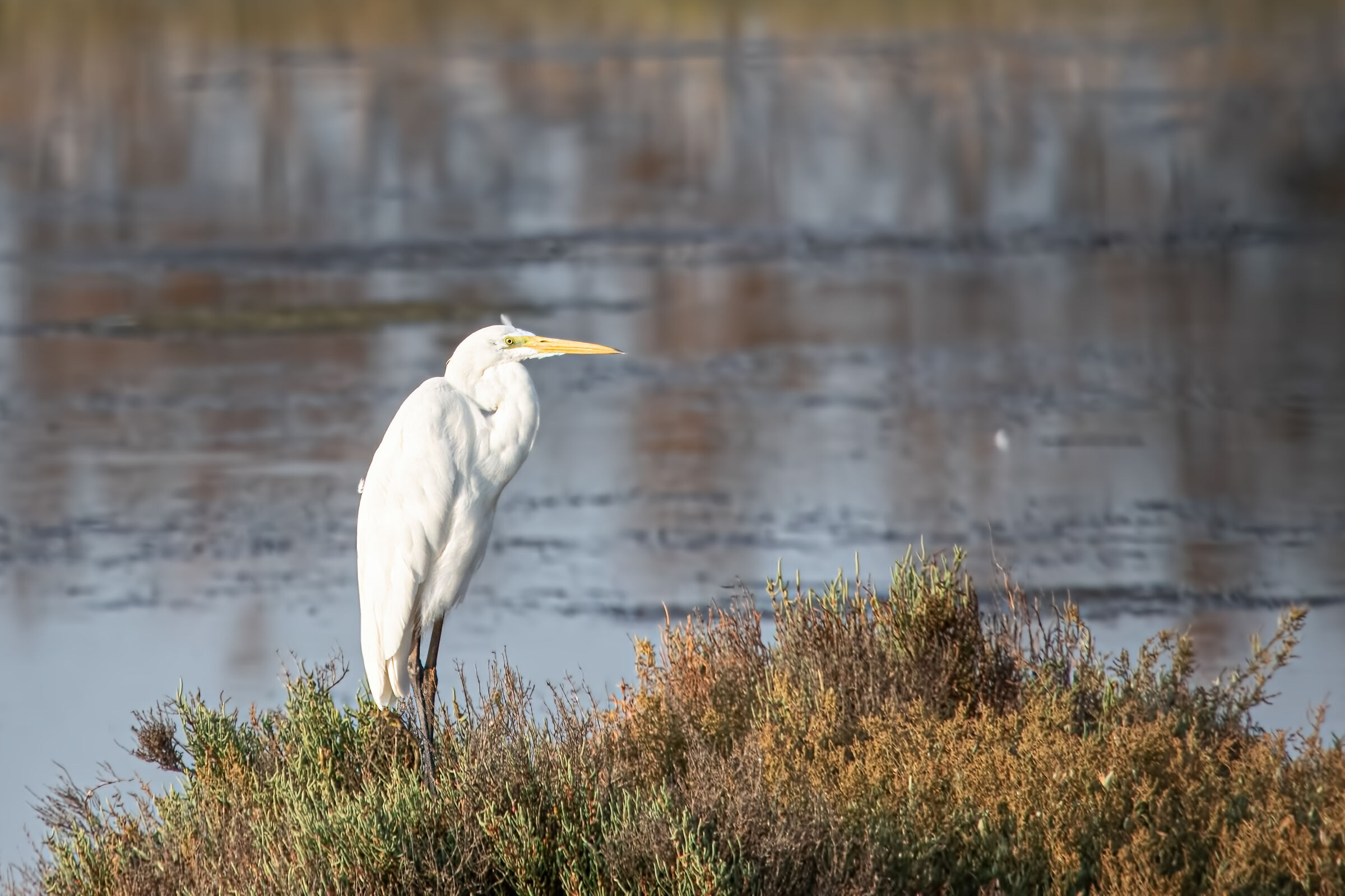 Great white heron
