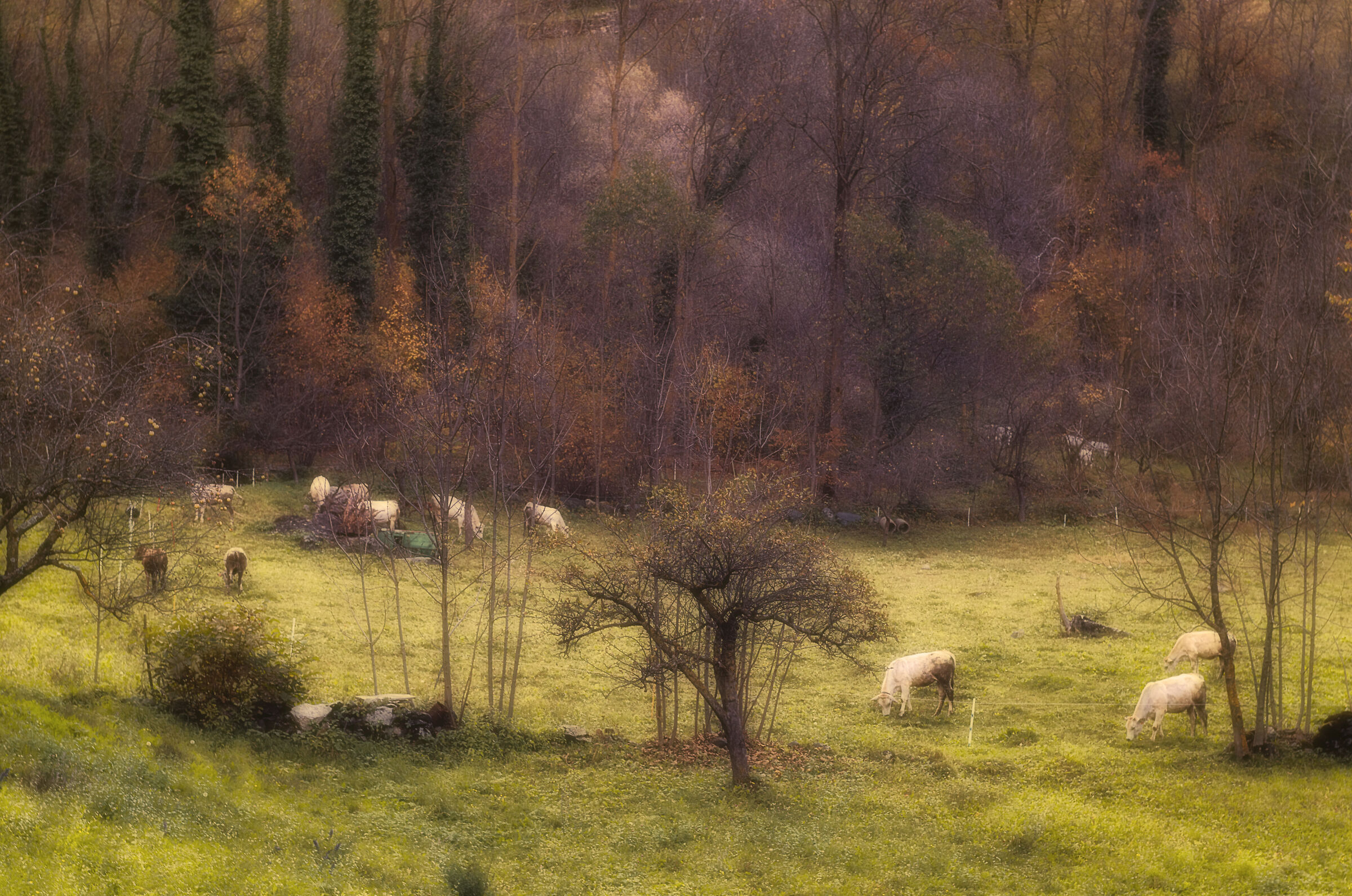 Grazing cows