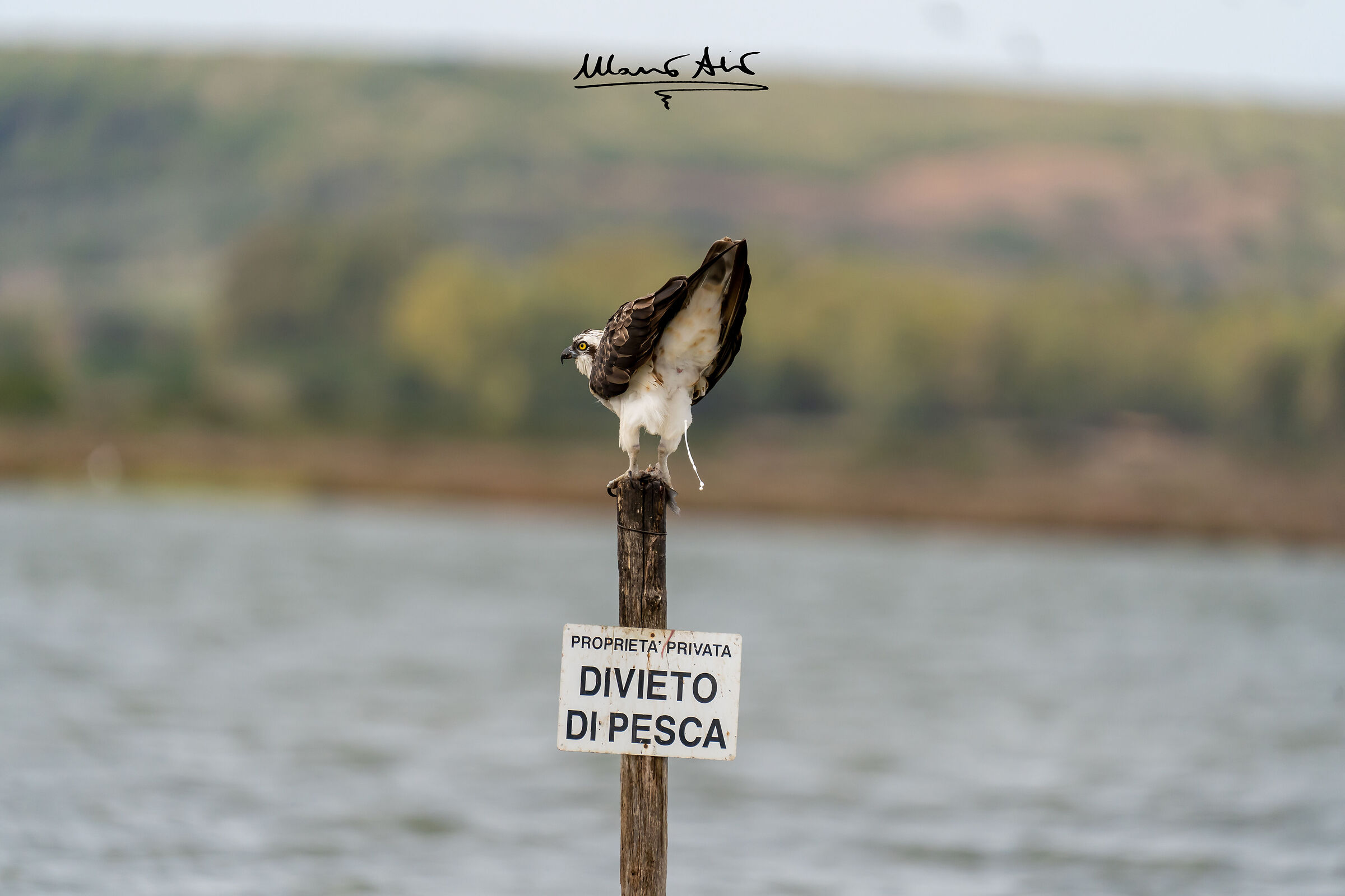 Falco pescatore