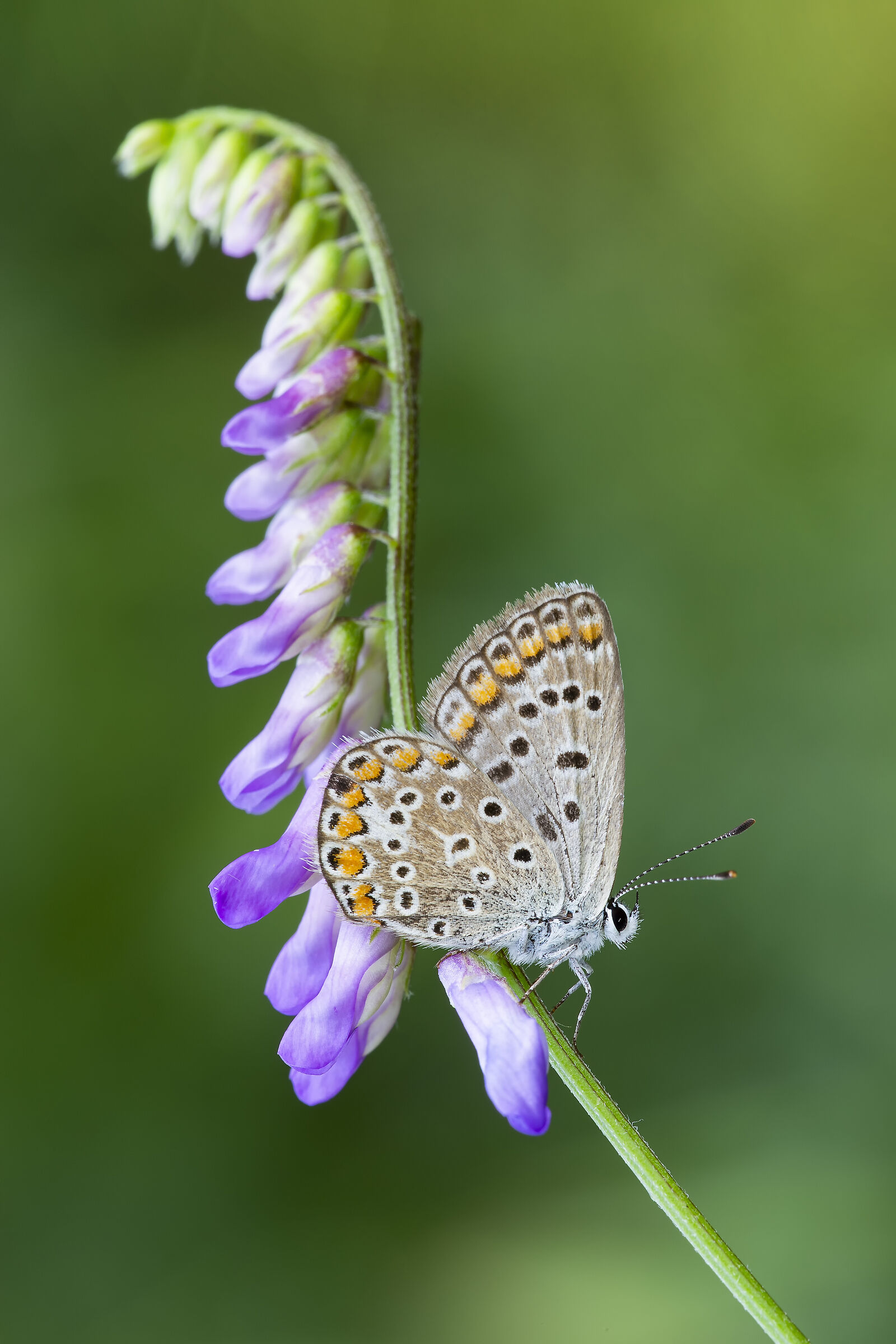 Polyommatus icarus