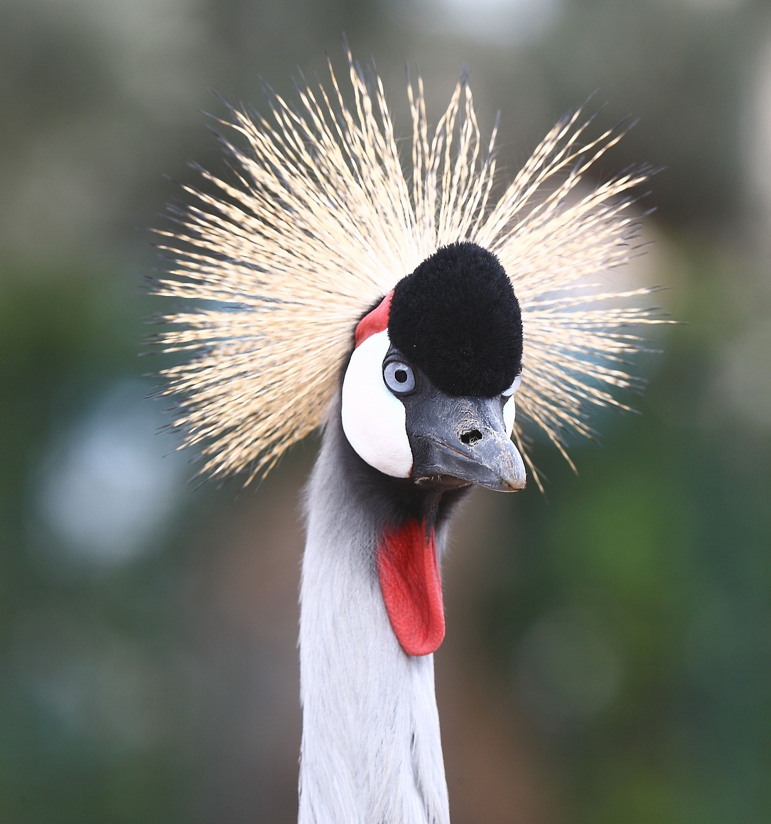 Crowned Crane