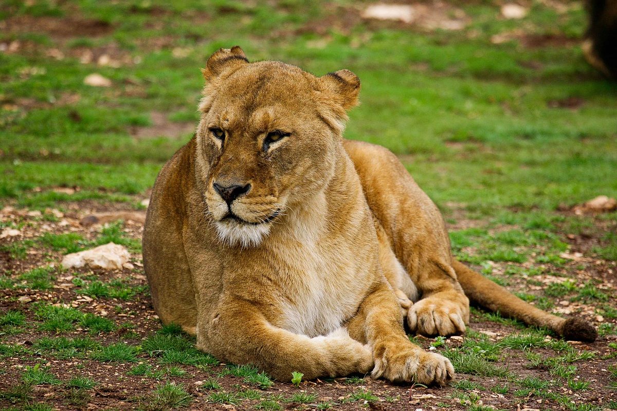 Lioness