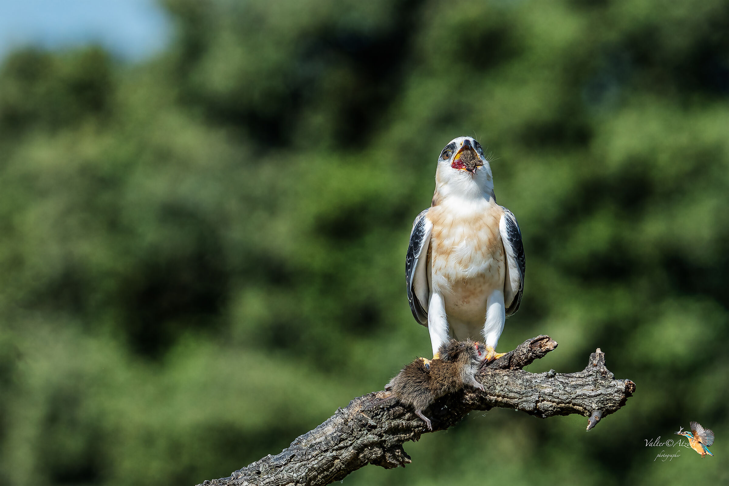 Non si parla con la bocca piena