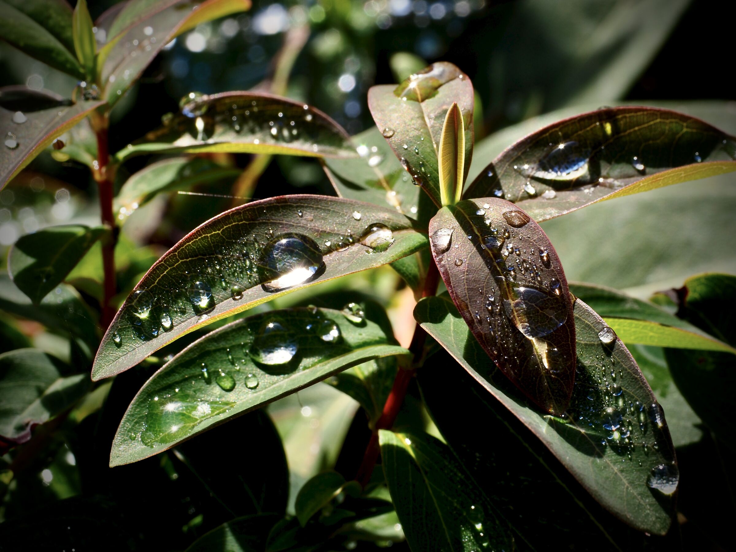 Il fascino della pioggia