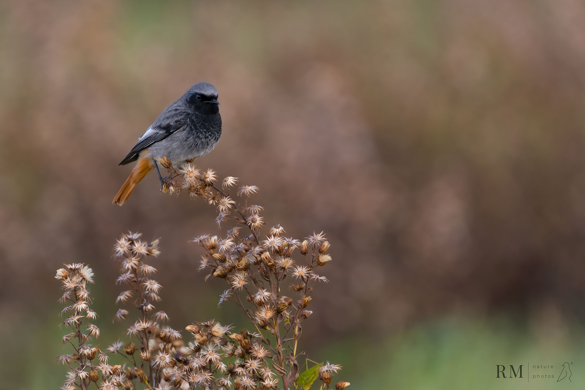 Black redstart