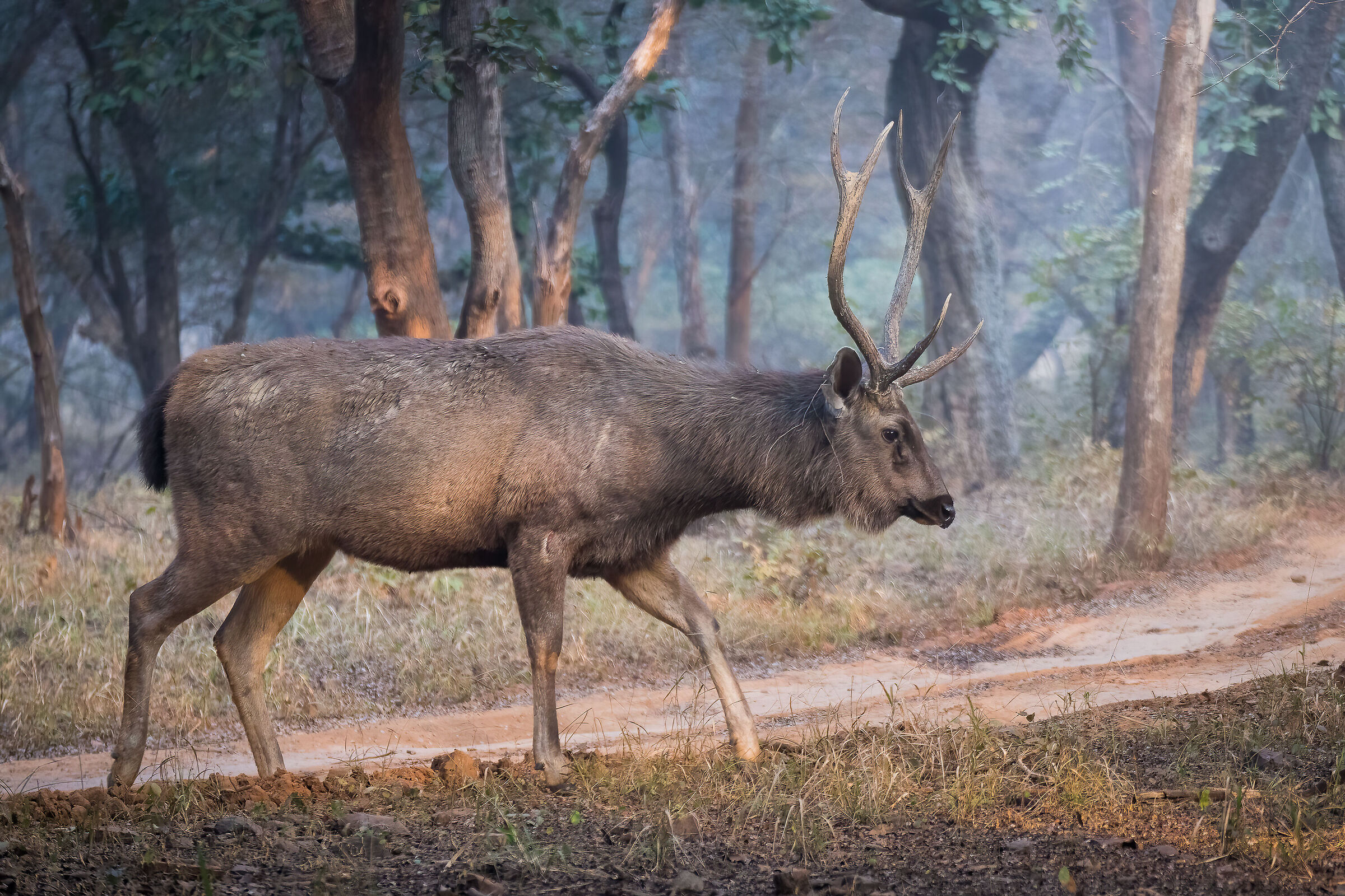 Sambar Deer