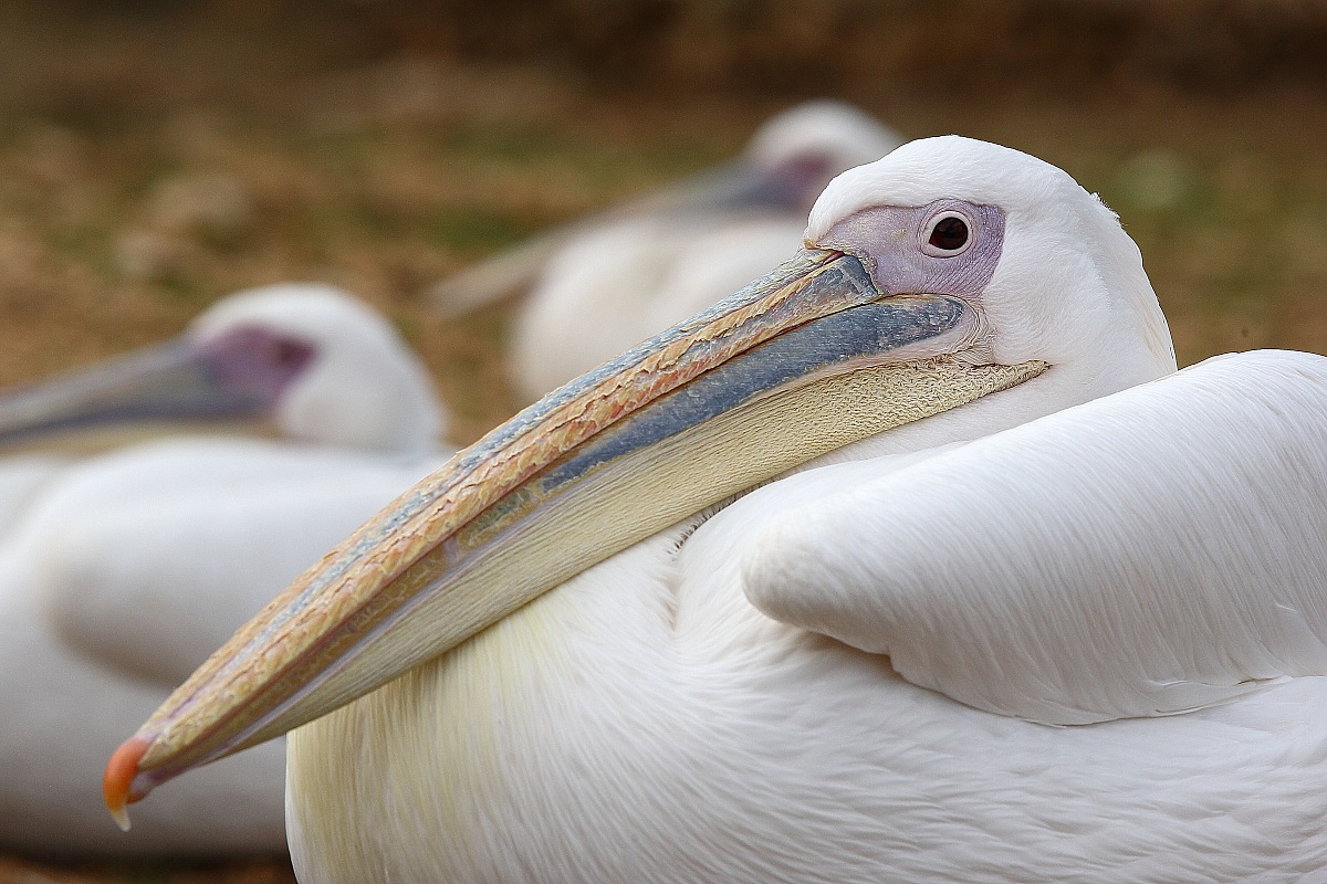 Pelicans