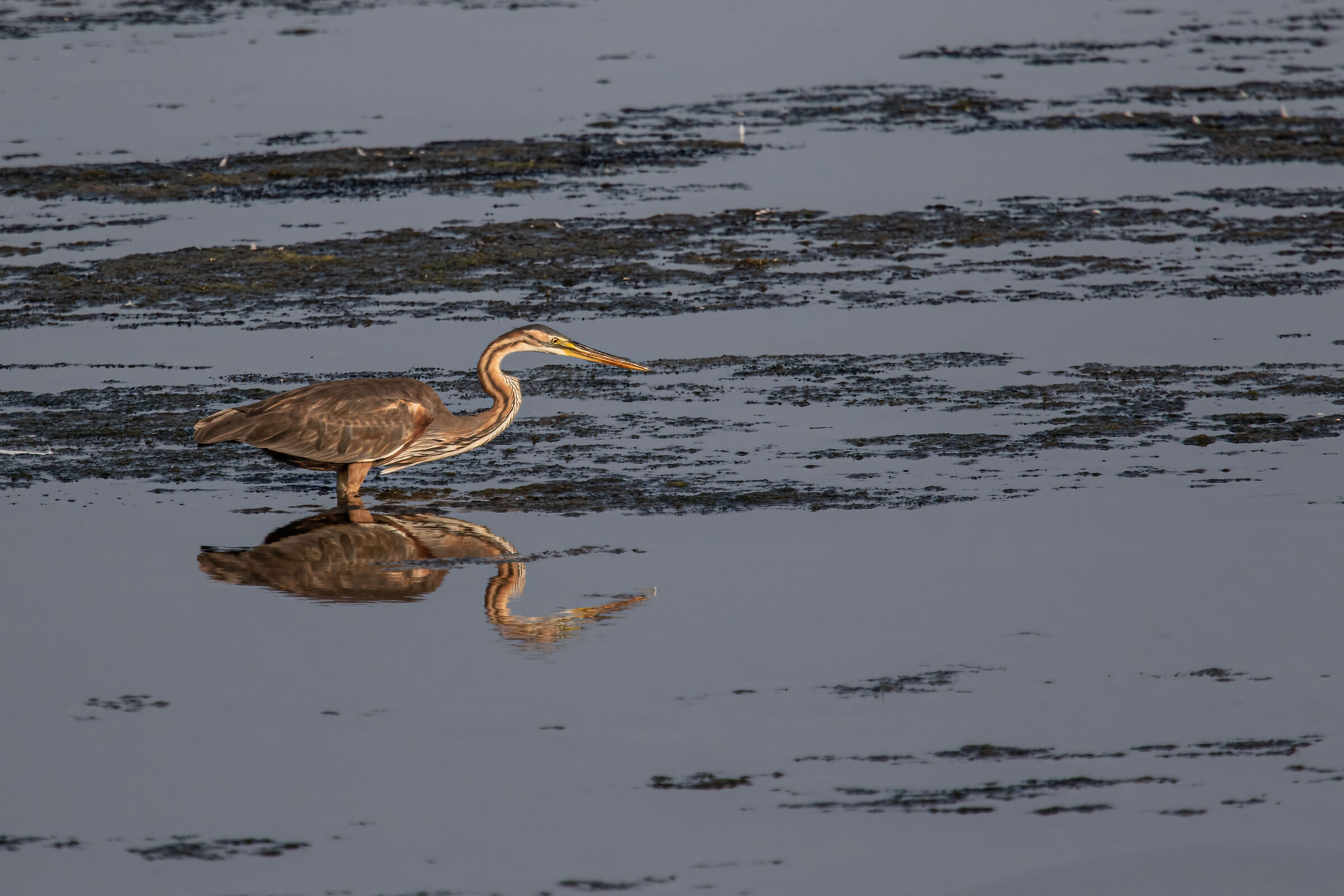Red heron in fishing