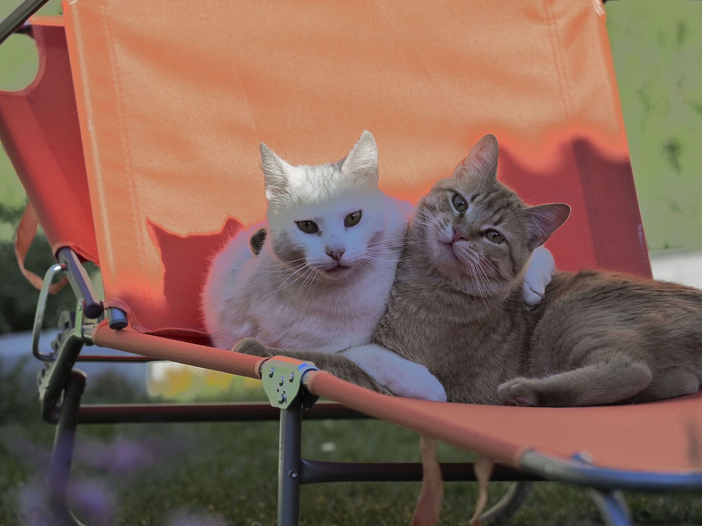 friends