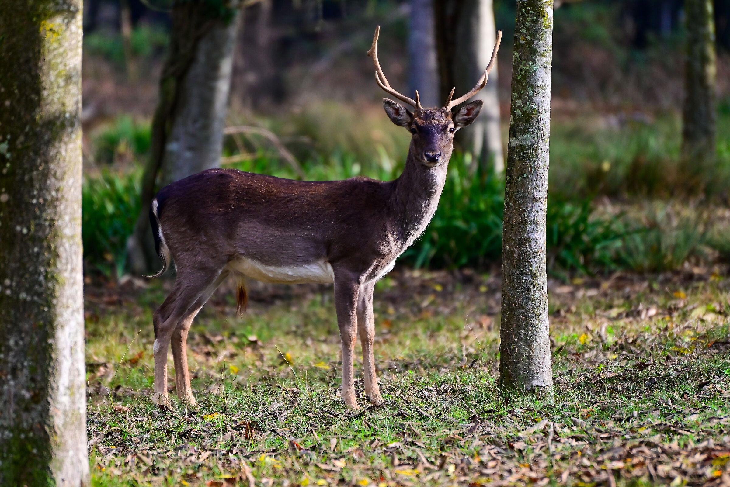 Estate of San Rossore Pisa