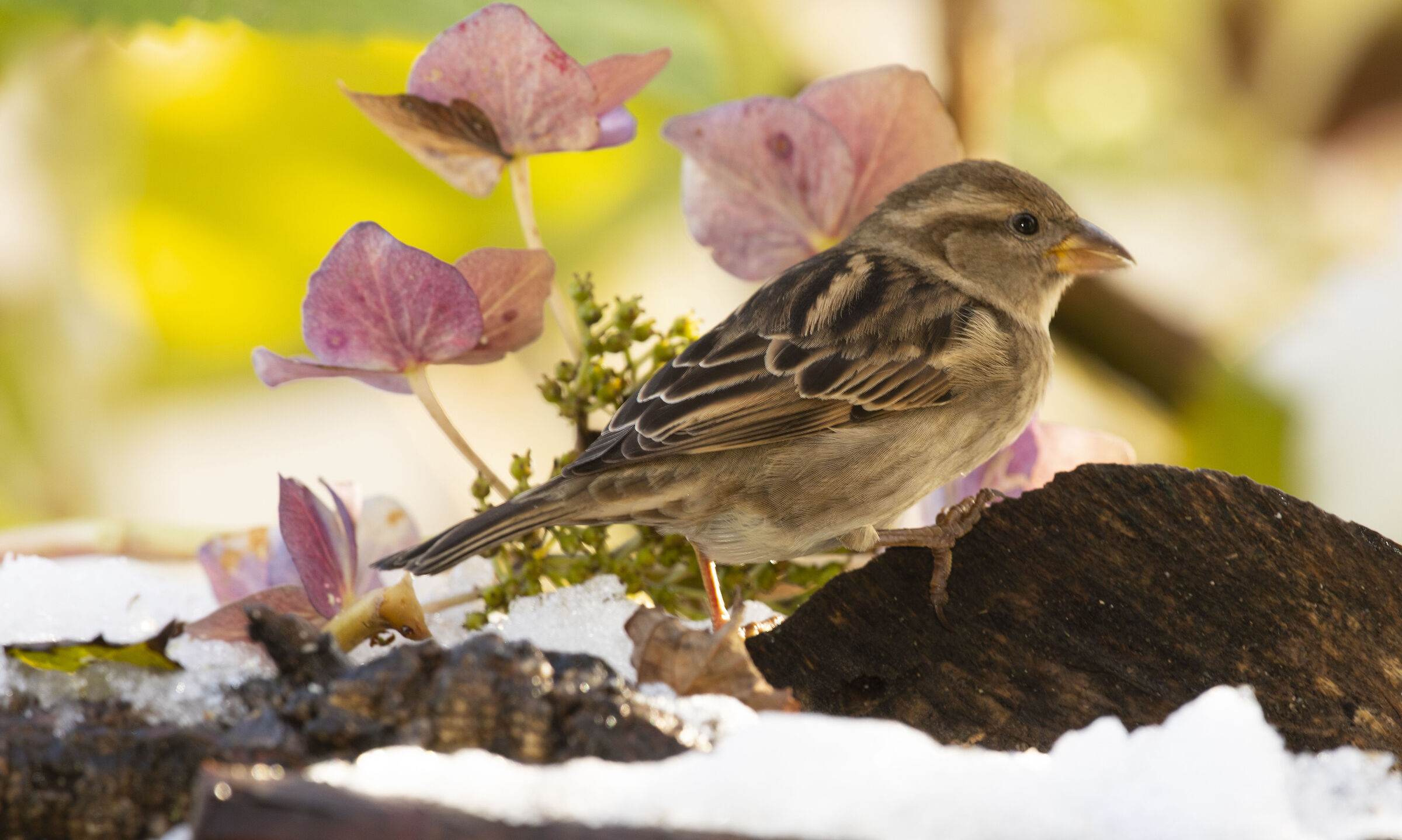 Common sparrow