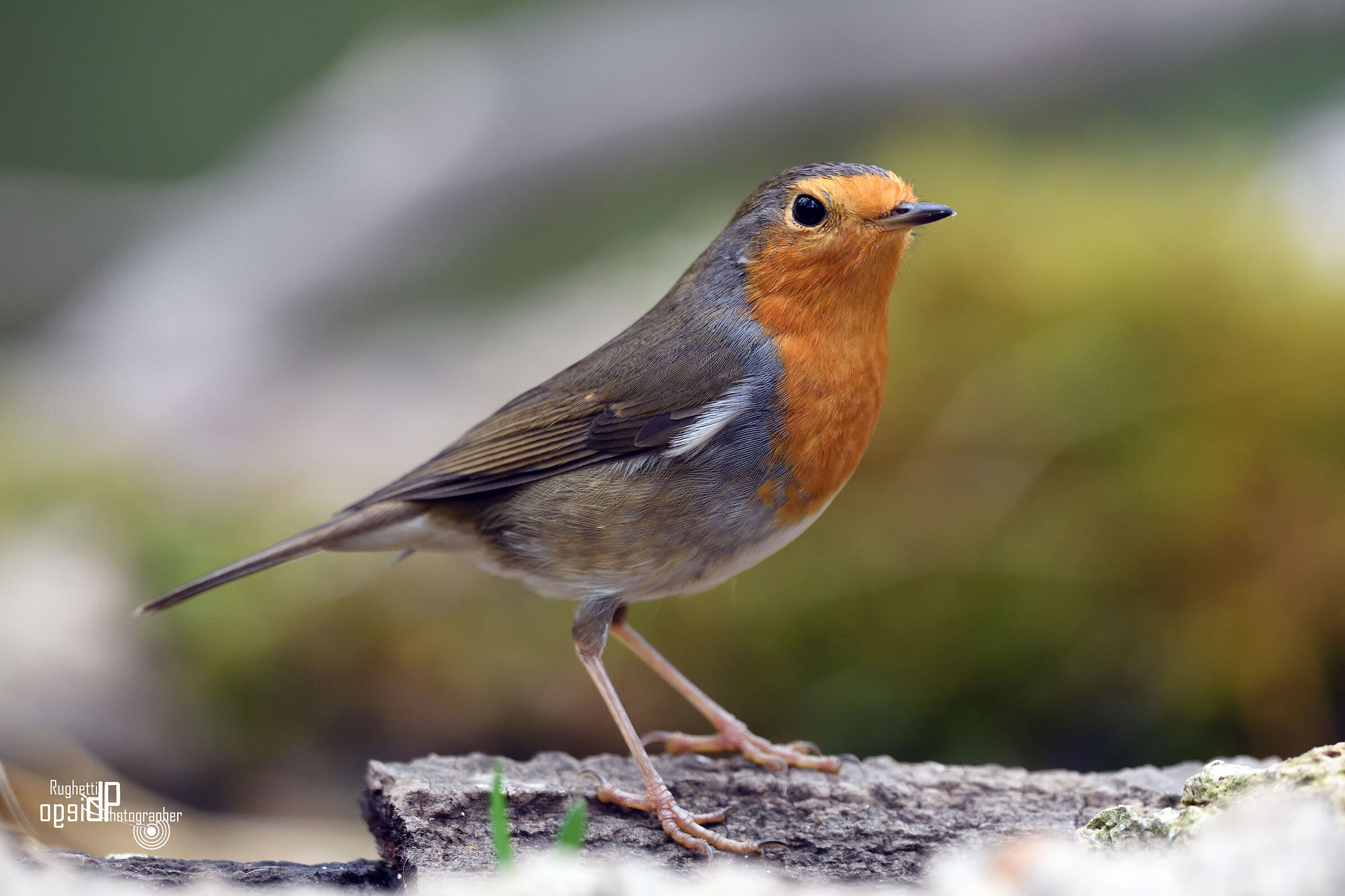 Robin