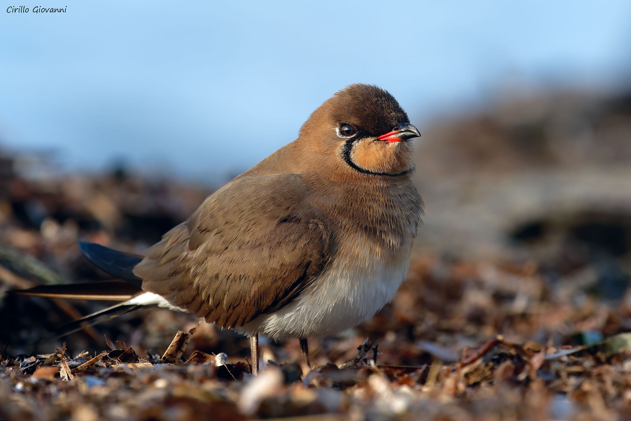 PARTRIDGE OF THE SEA