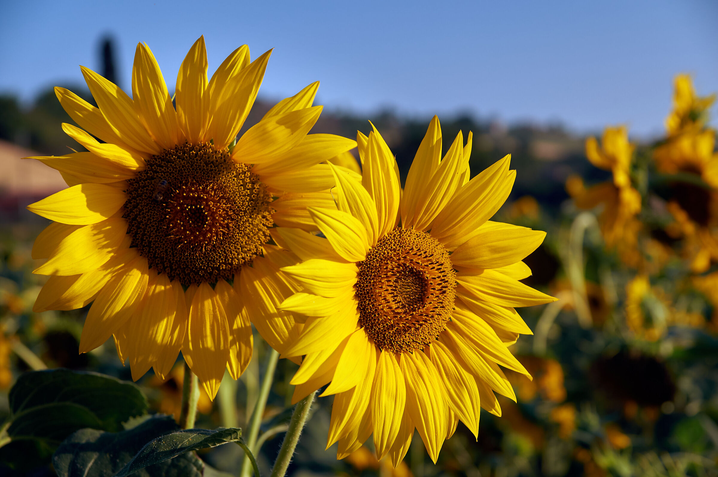 Sunflowers