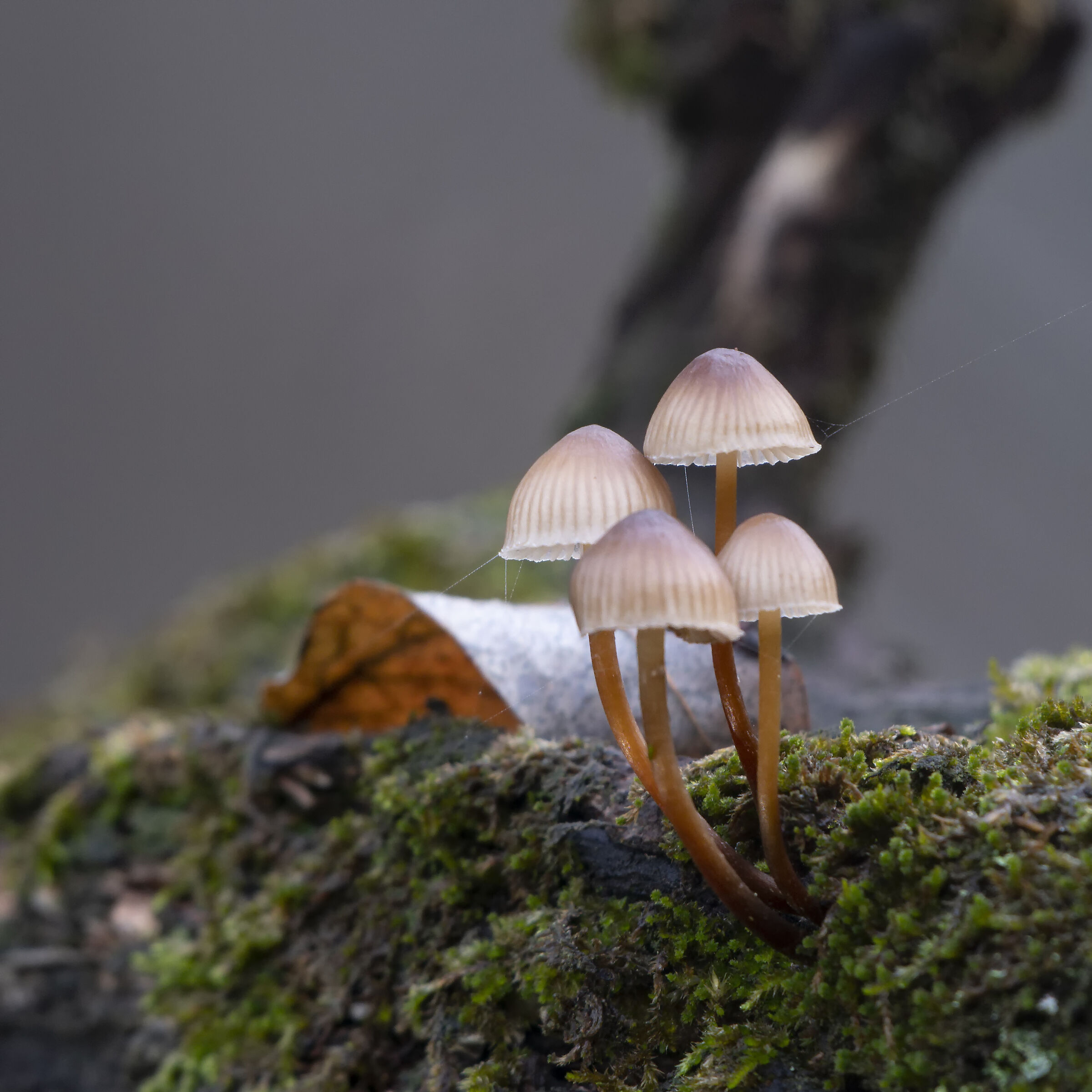 four trallallà mushrooms