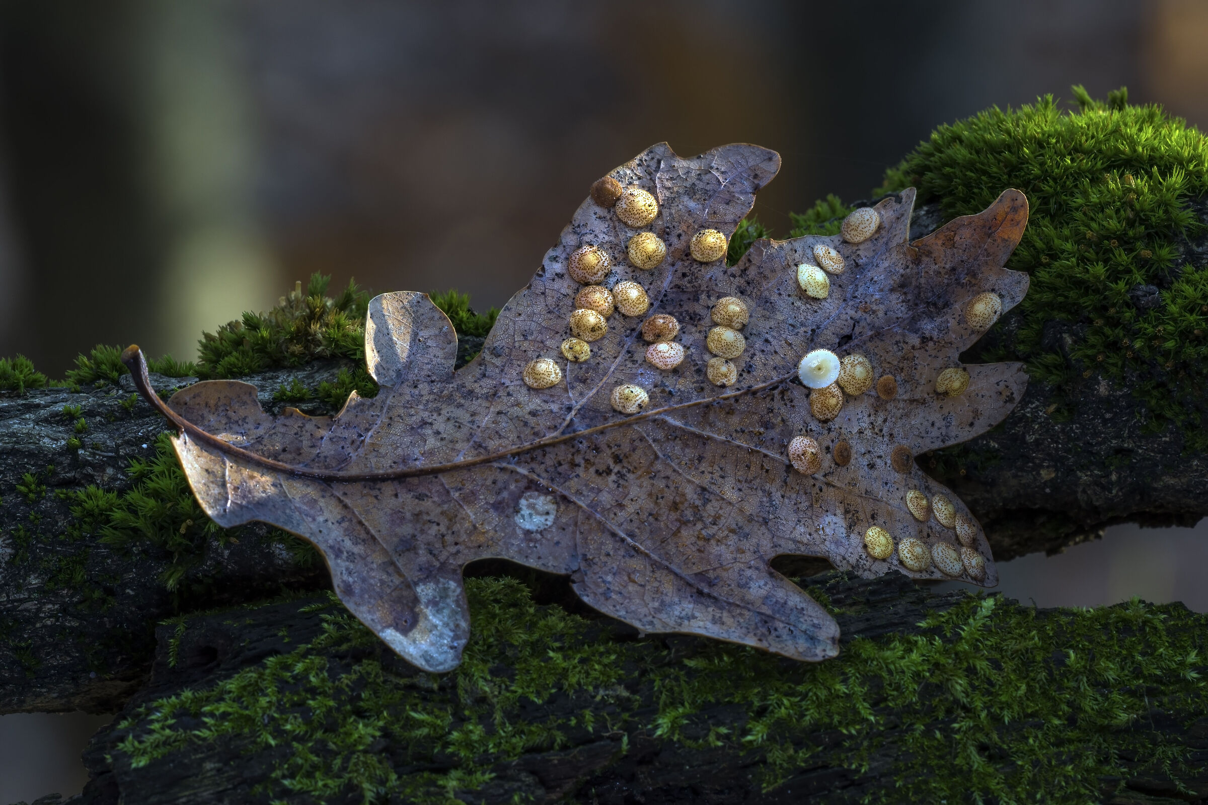 On the road to oblivion