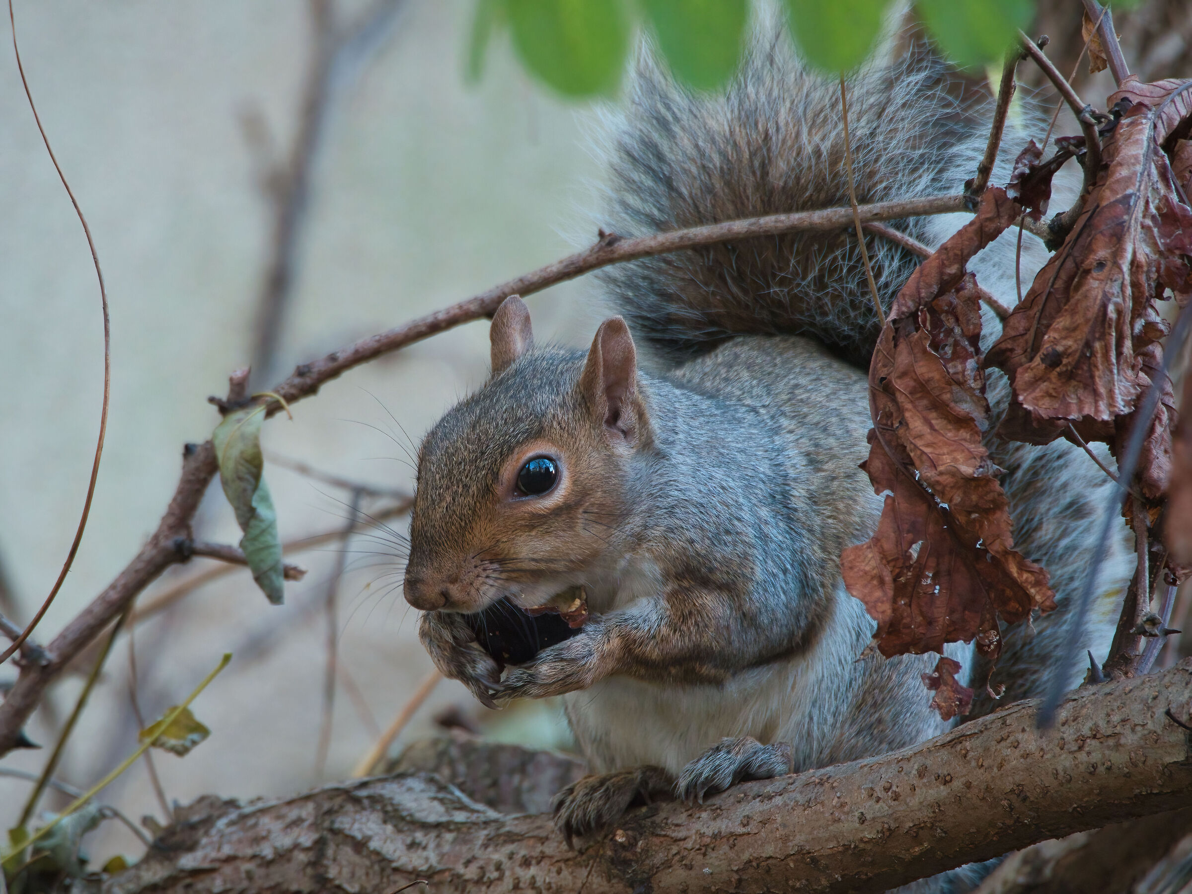 Grey squirrel