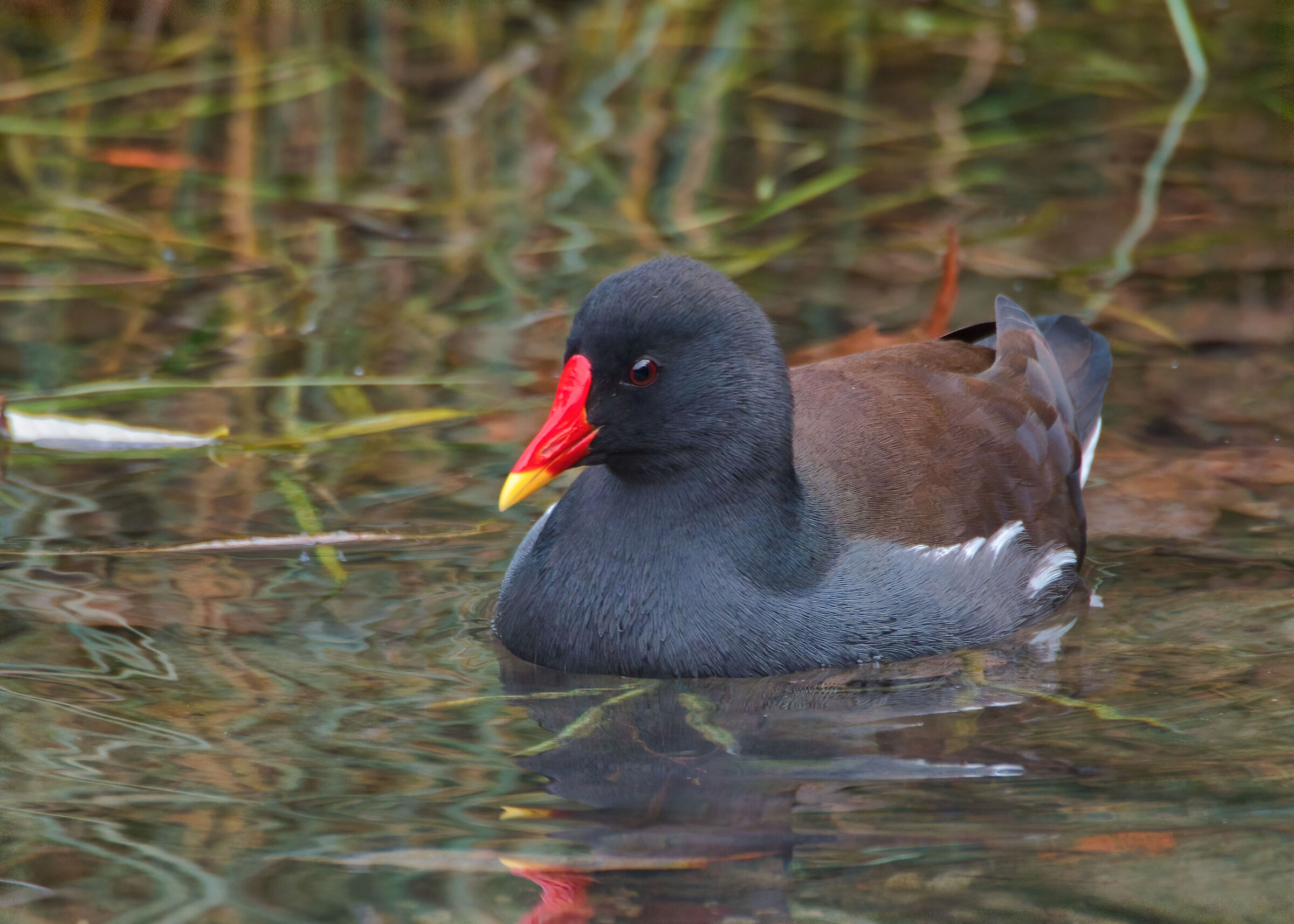 Moorhen