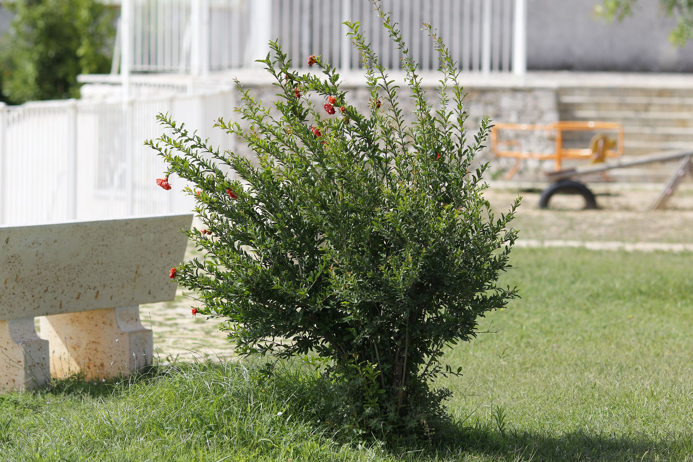 Canon 7d II / 135, F.2 L