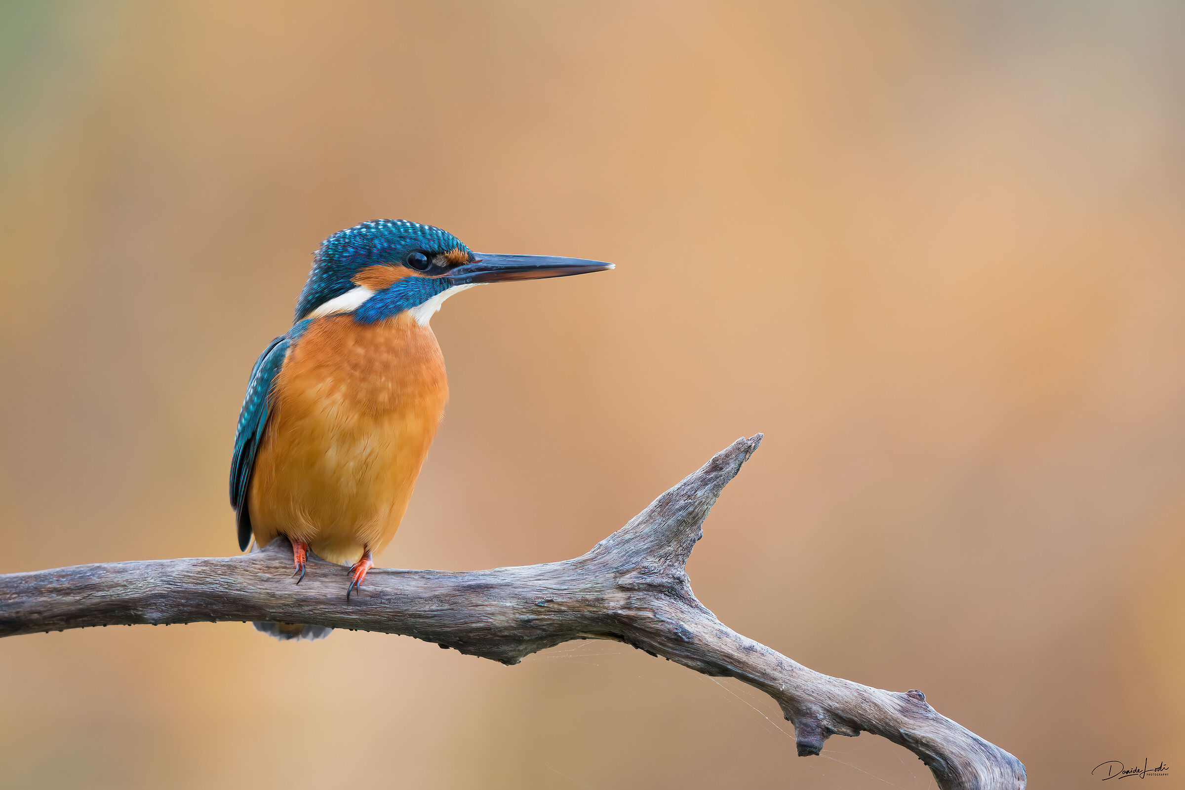 Kingfisher