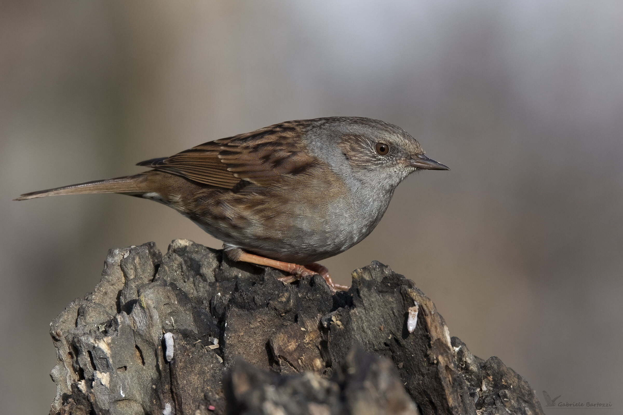 Dunnock