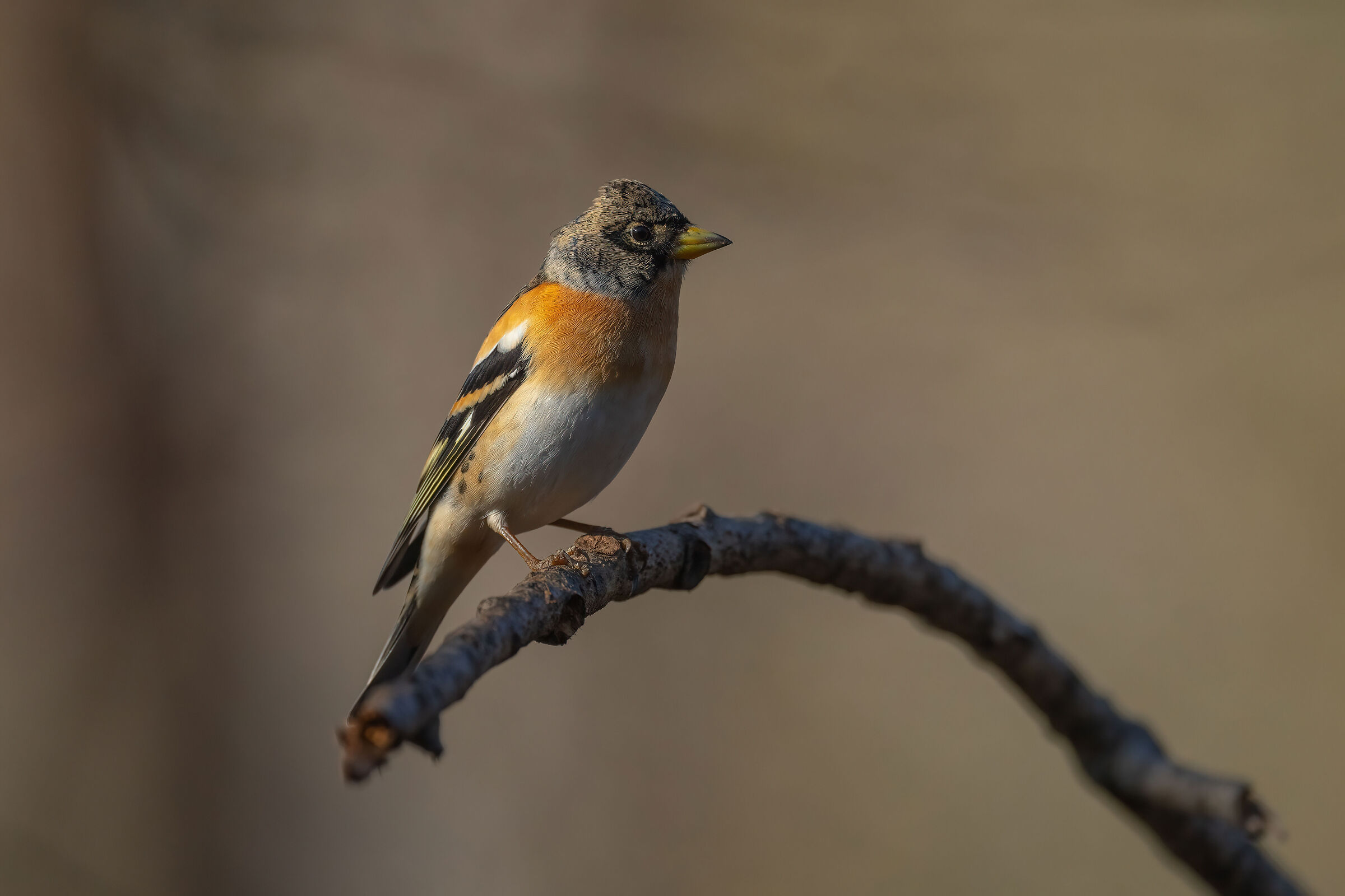 Brambling