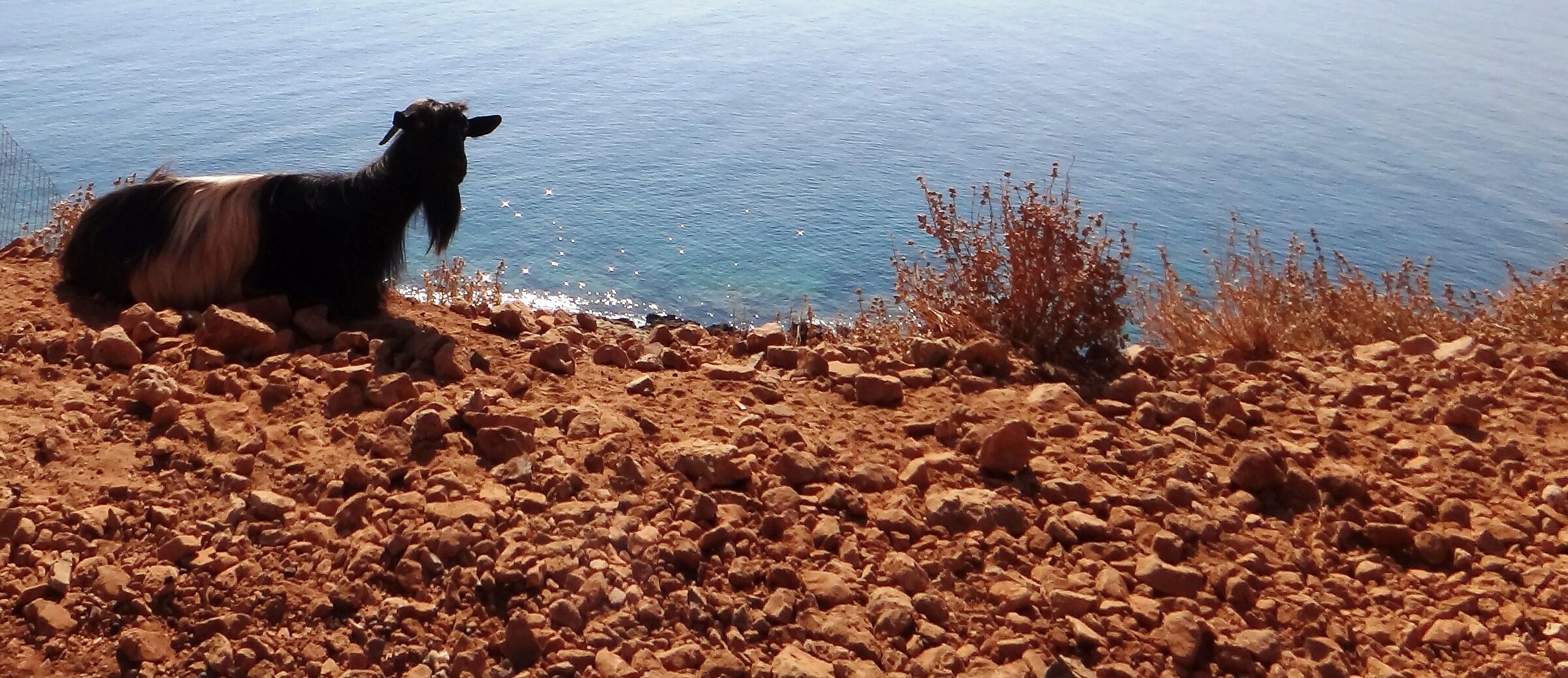 Capra che guarda su scogliera marina
