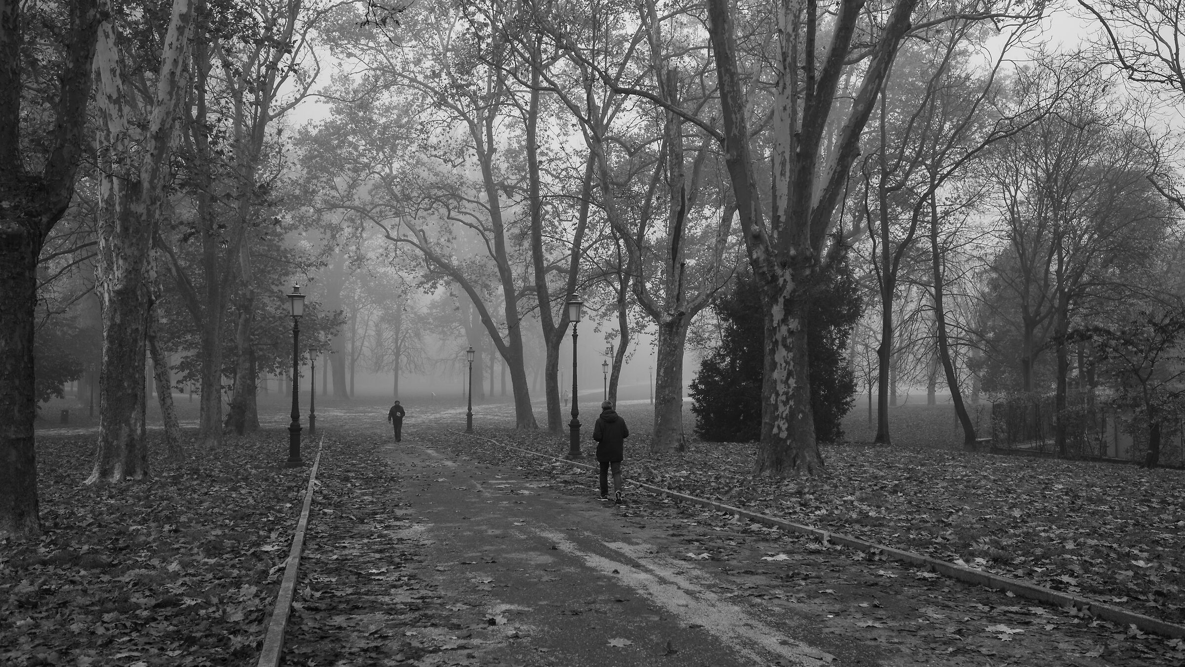 Morning with fog Parco Ducale (PR)