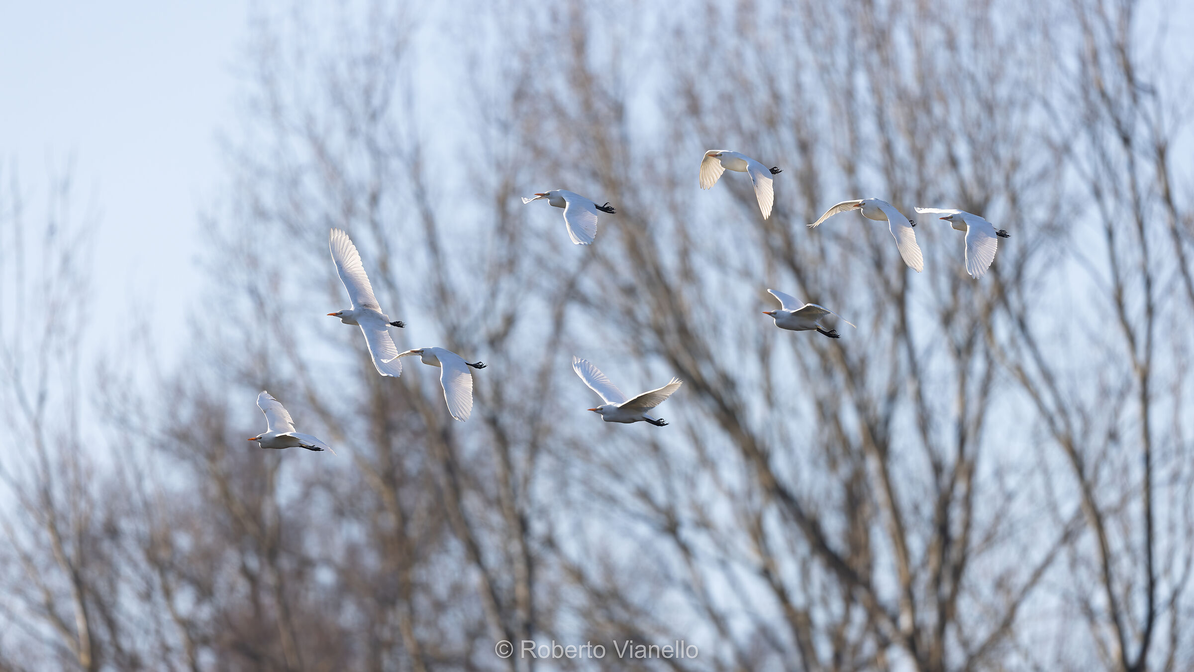 Aironi guardabuoi (Bubulcus ibis)