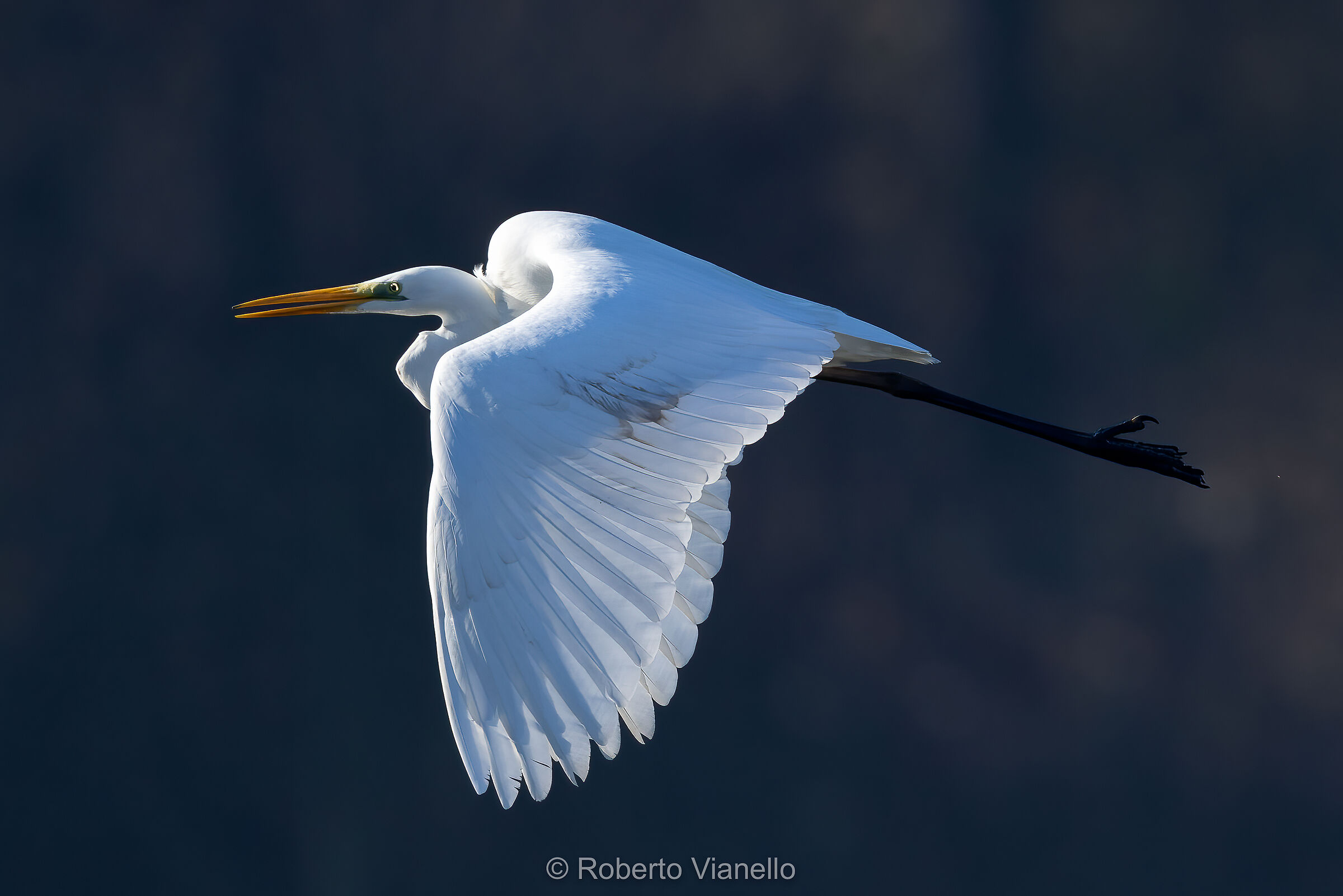 Airone bianco maggiore (Ardea alba)