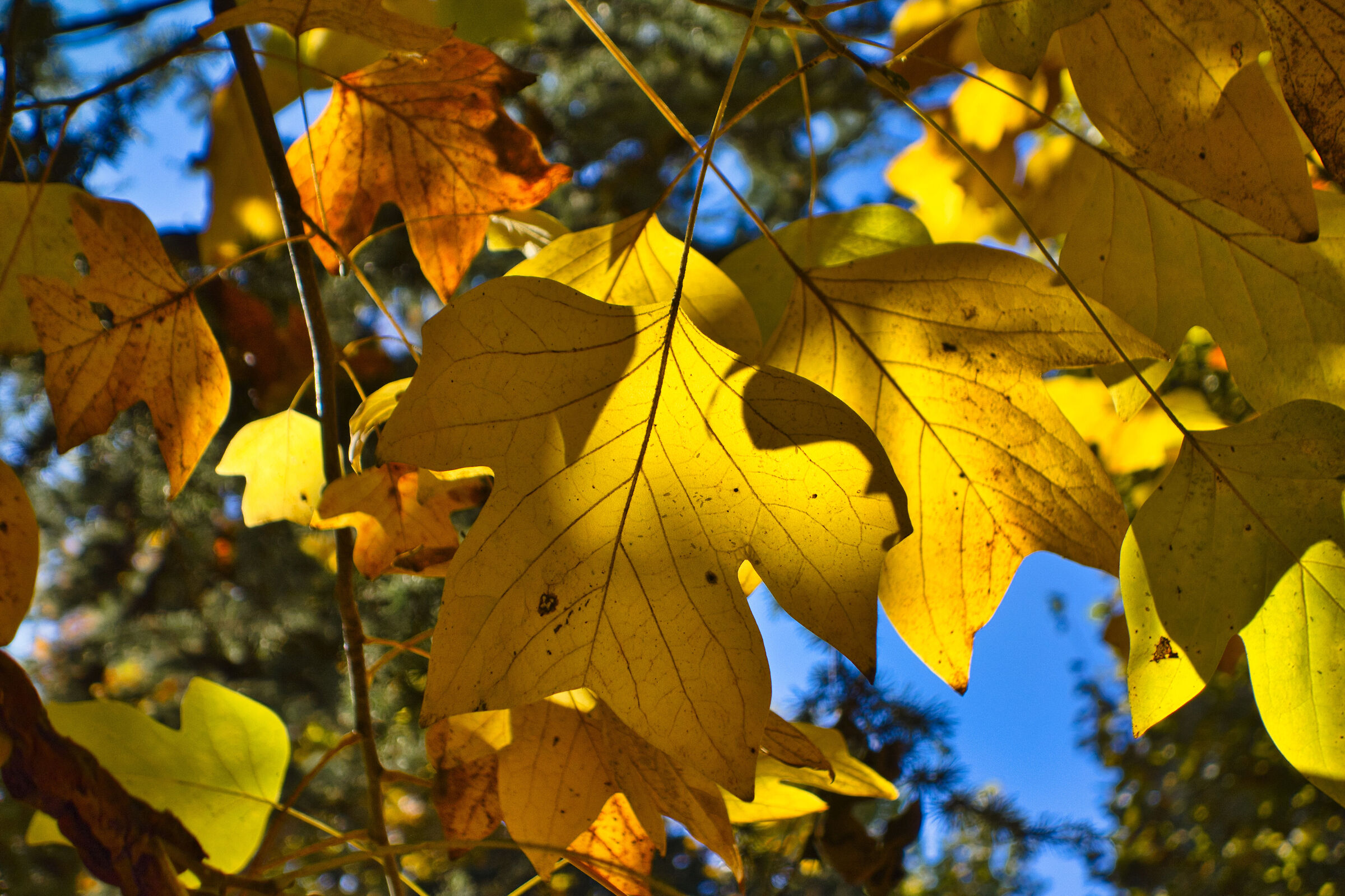 Ultime trasparenze d'autunno