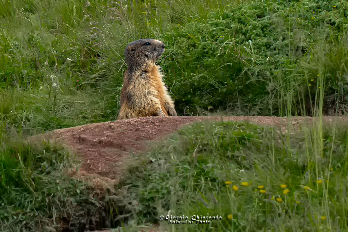 A Summer Ago (Marmot)