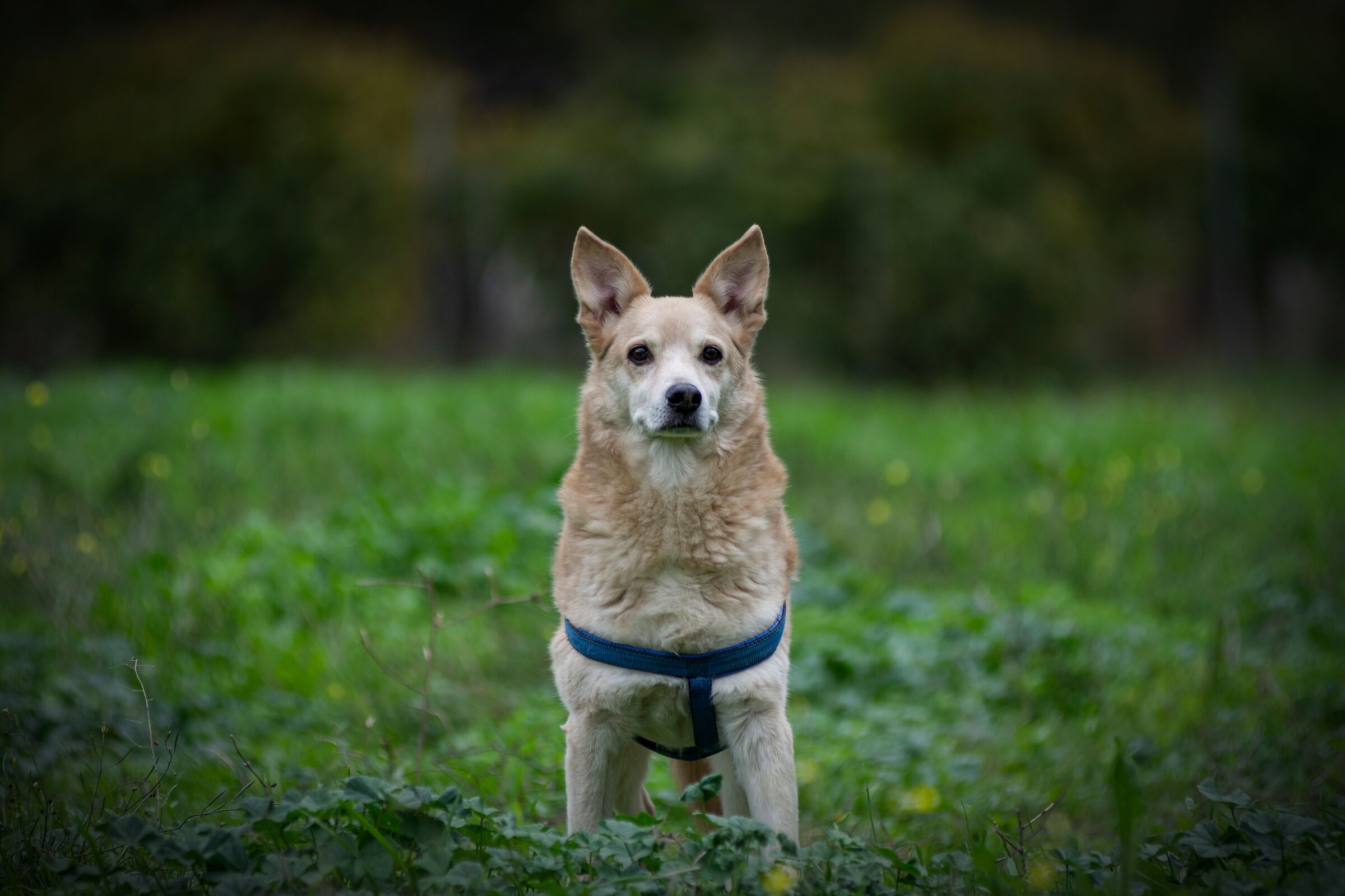 La domenica e la passeggiata