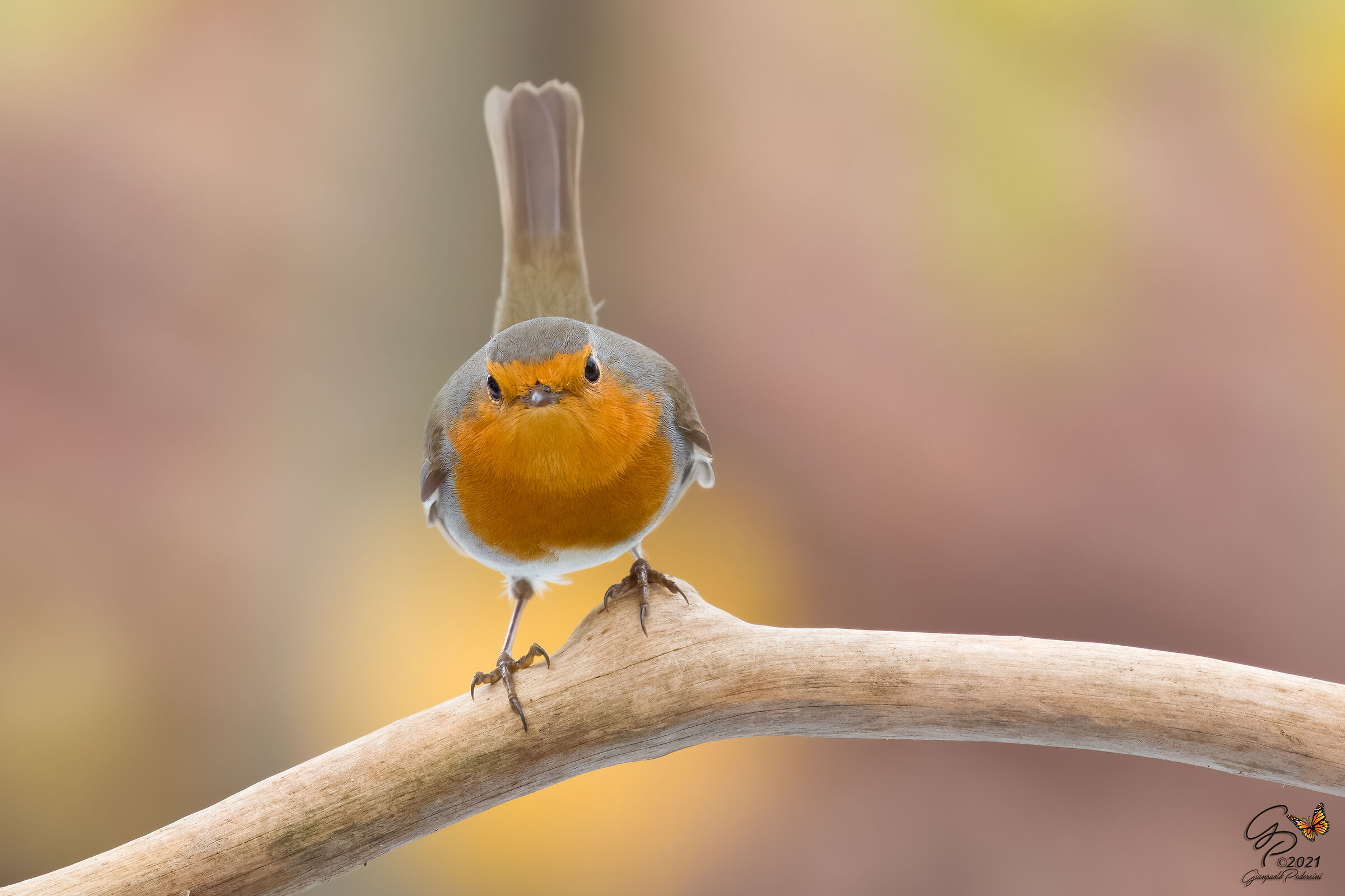 Robin