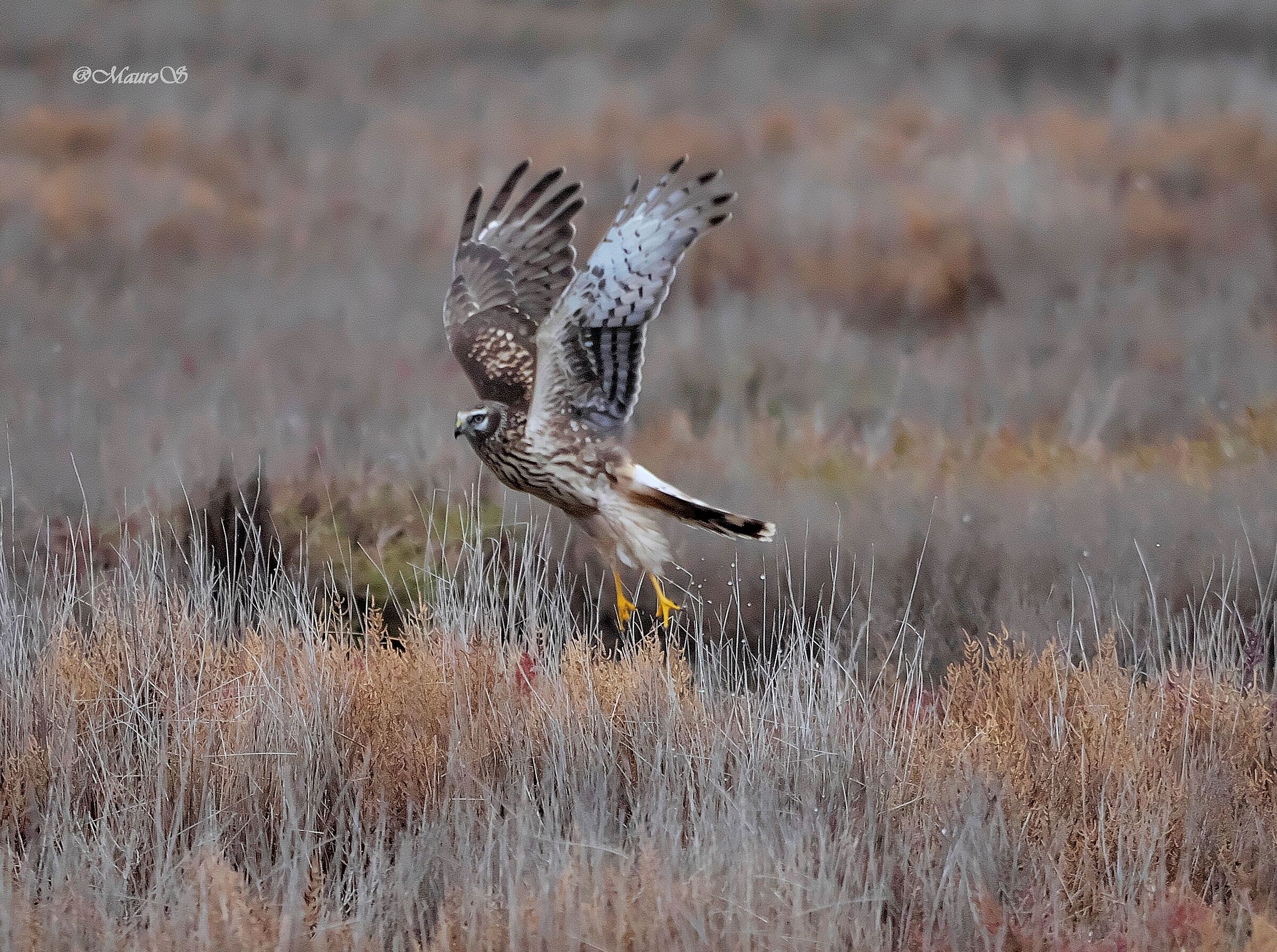 HARRIER FEMALE