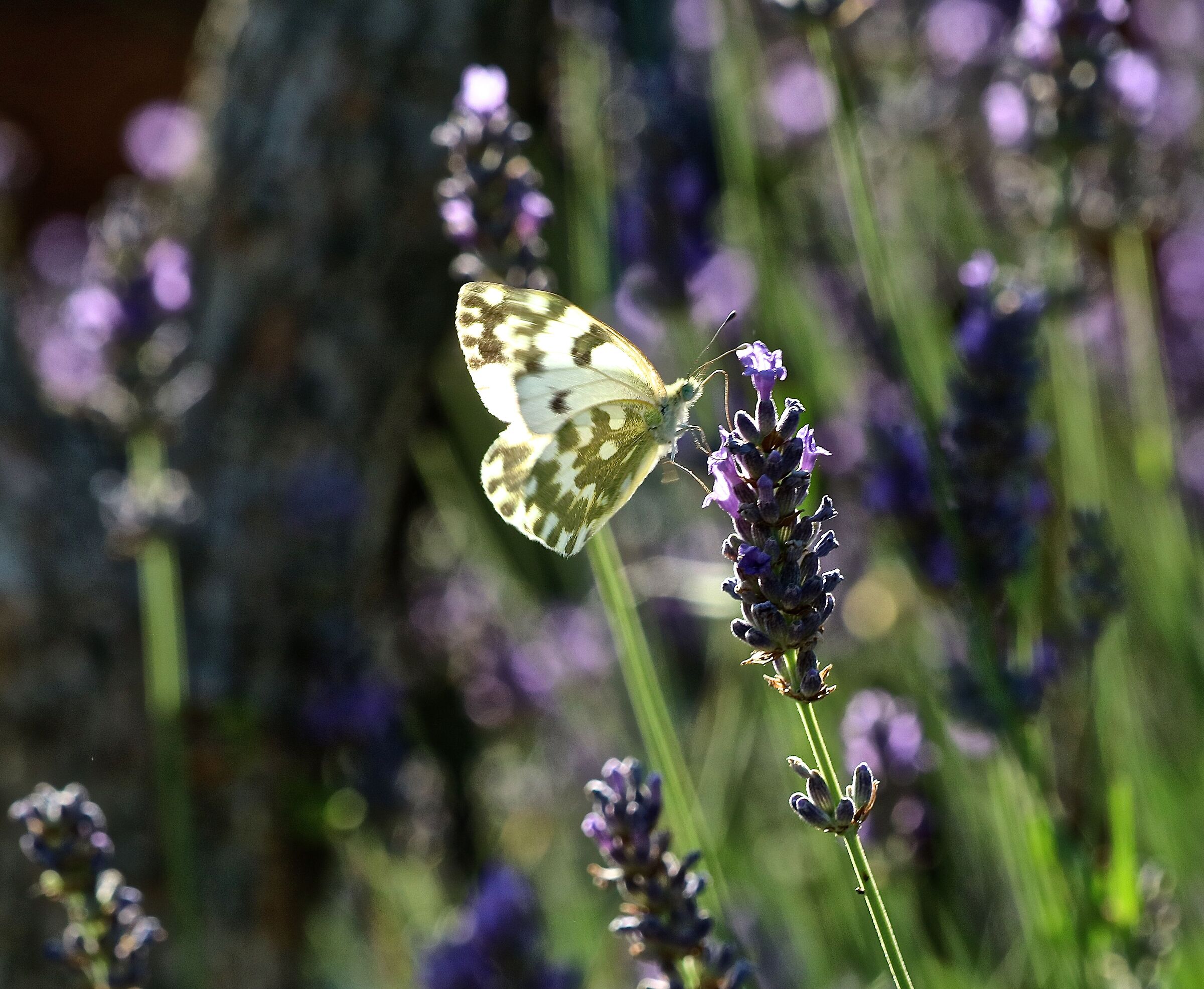 A butterfly with embroidered wings.